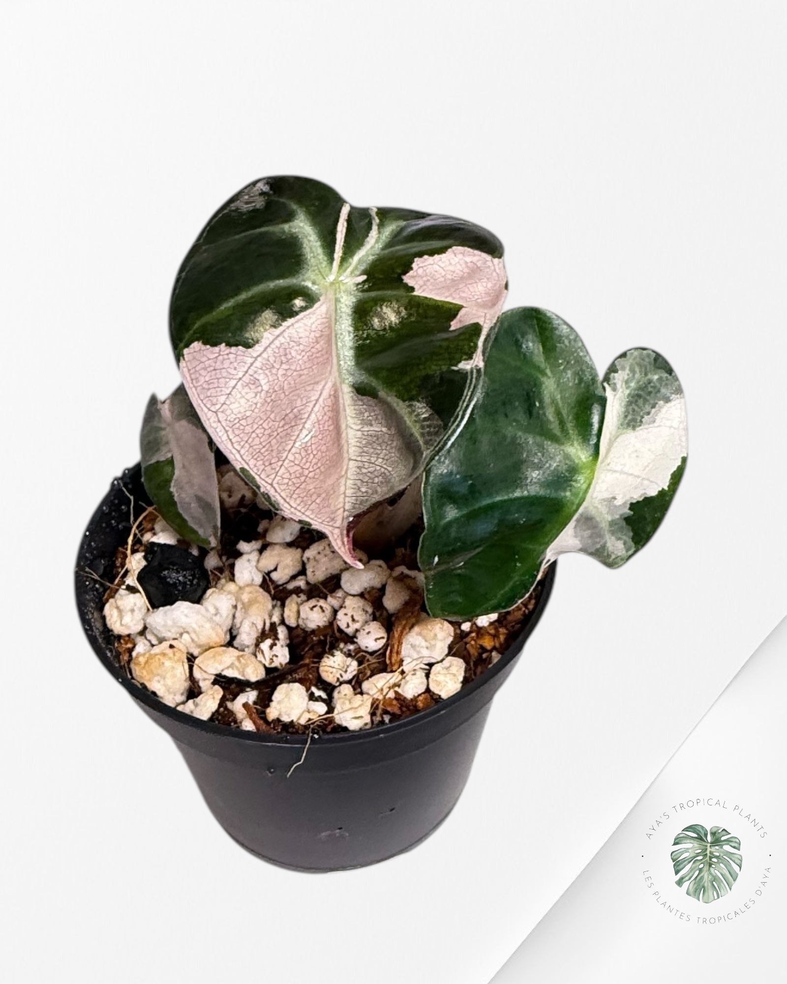 Alocasia Heart Balloon Rose Panaché - TC0