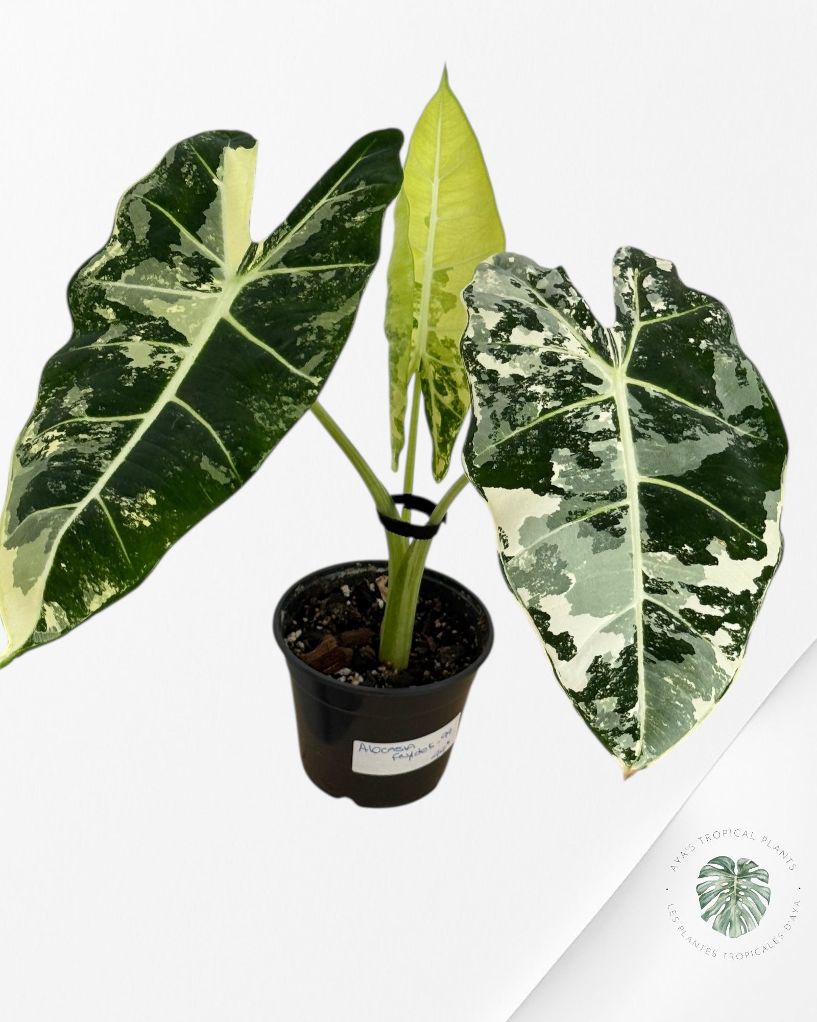 Alocasia Frydek Variegated