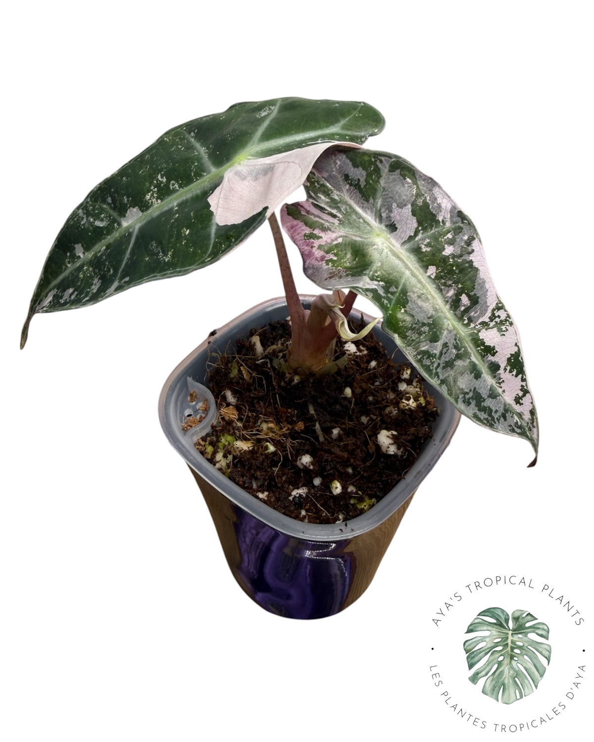 Alocasia Polly Pink Snowflake (Grade A)