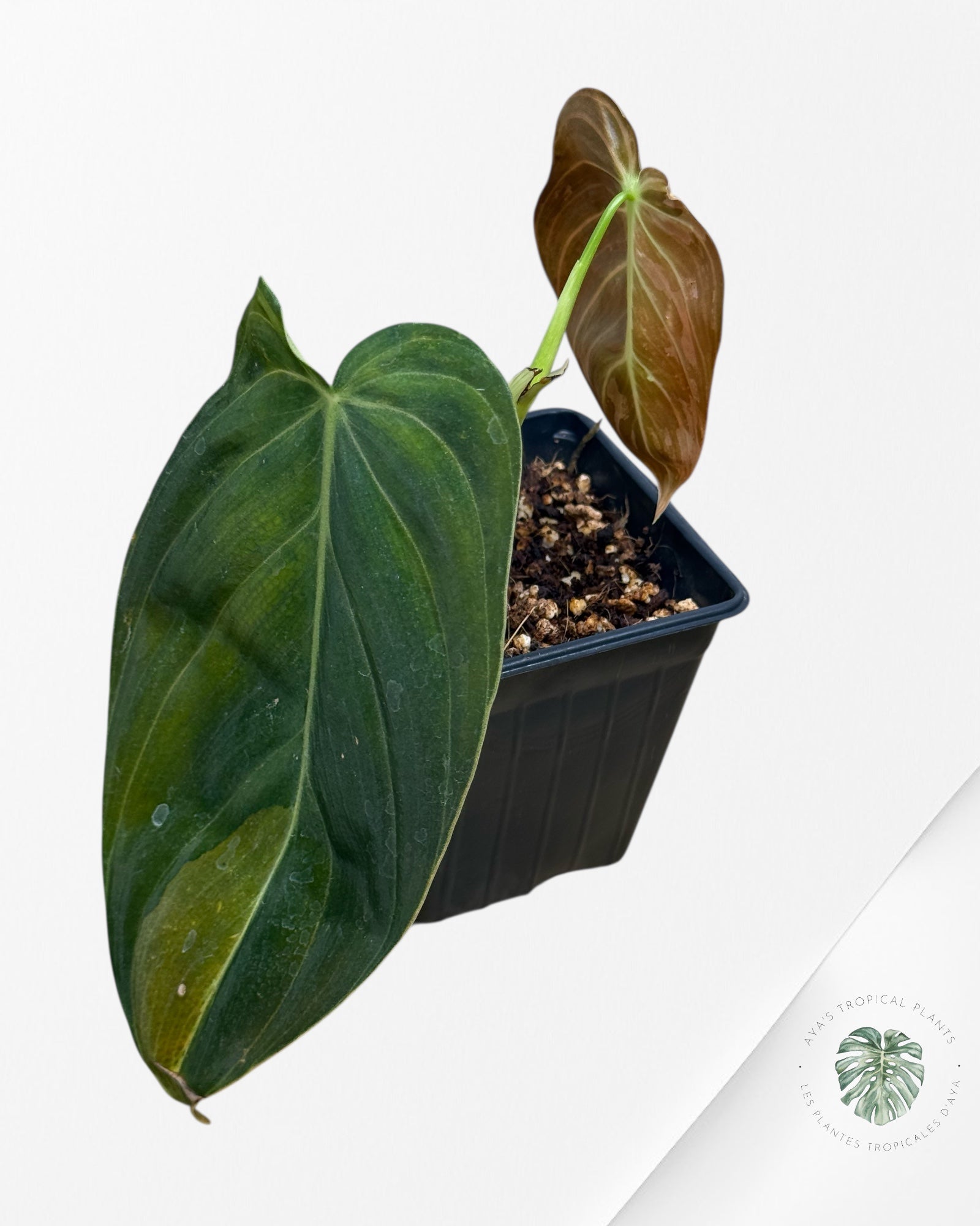 Philodendron Melanochrysum Variegated | Rare Aroid Plant| Aya’s Tropical Plants