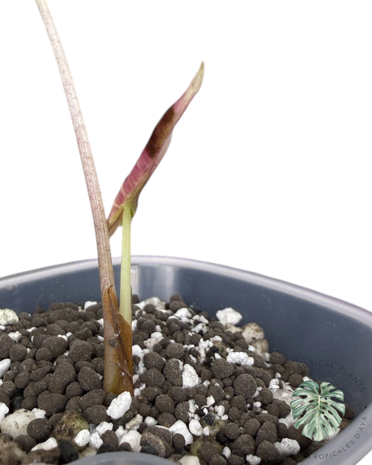 Alocasia Longiloba Grandis  Variegated