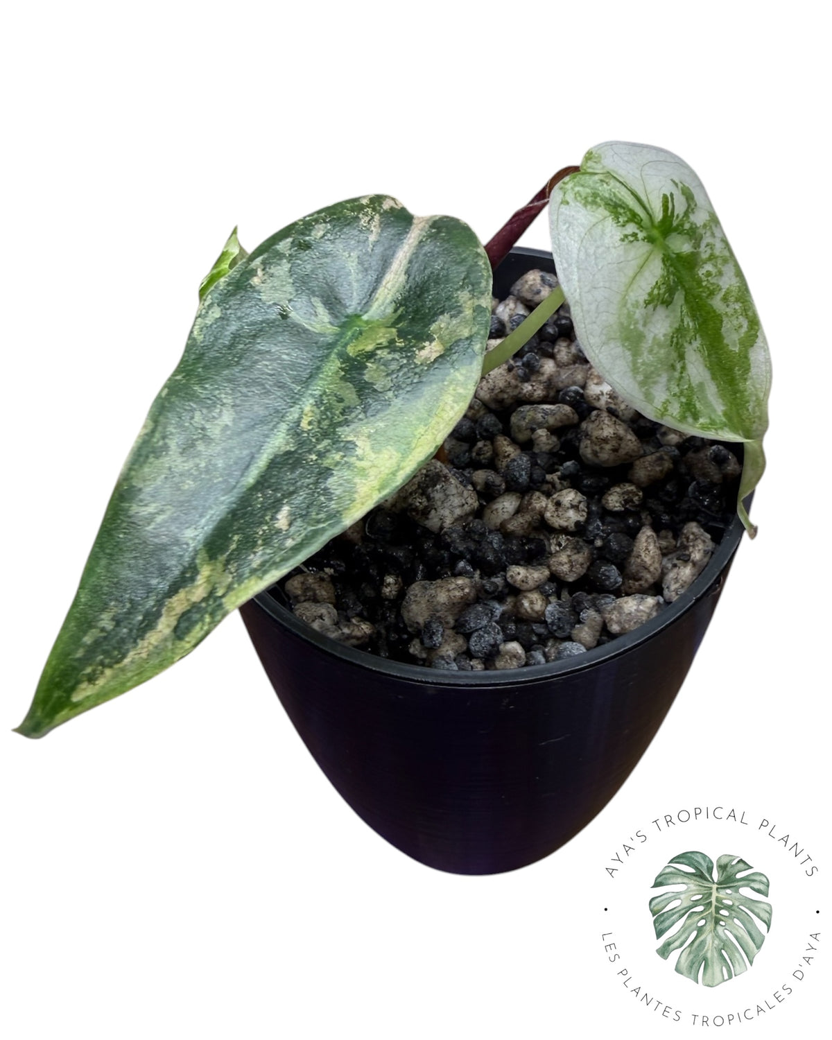 Alocasia Sedenii Pink Variegated