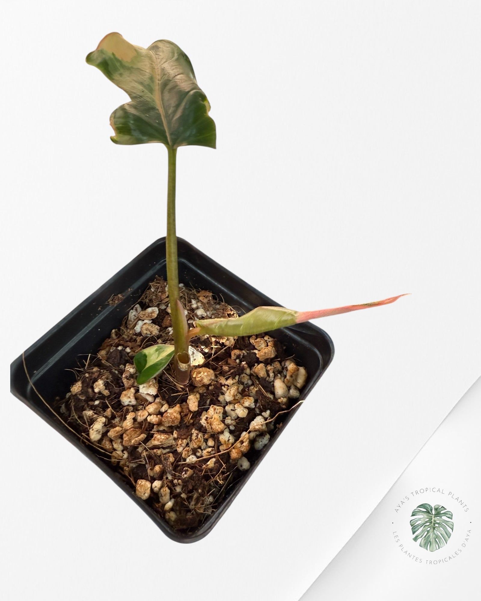 Homalomena Pink Diamond - V