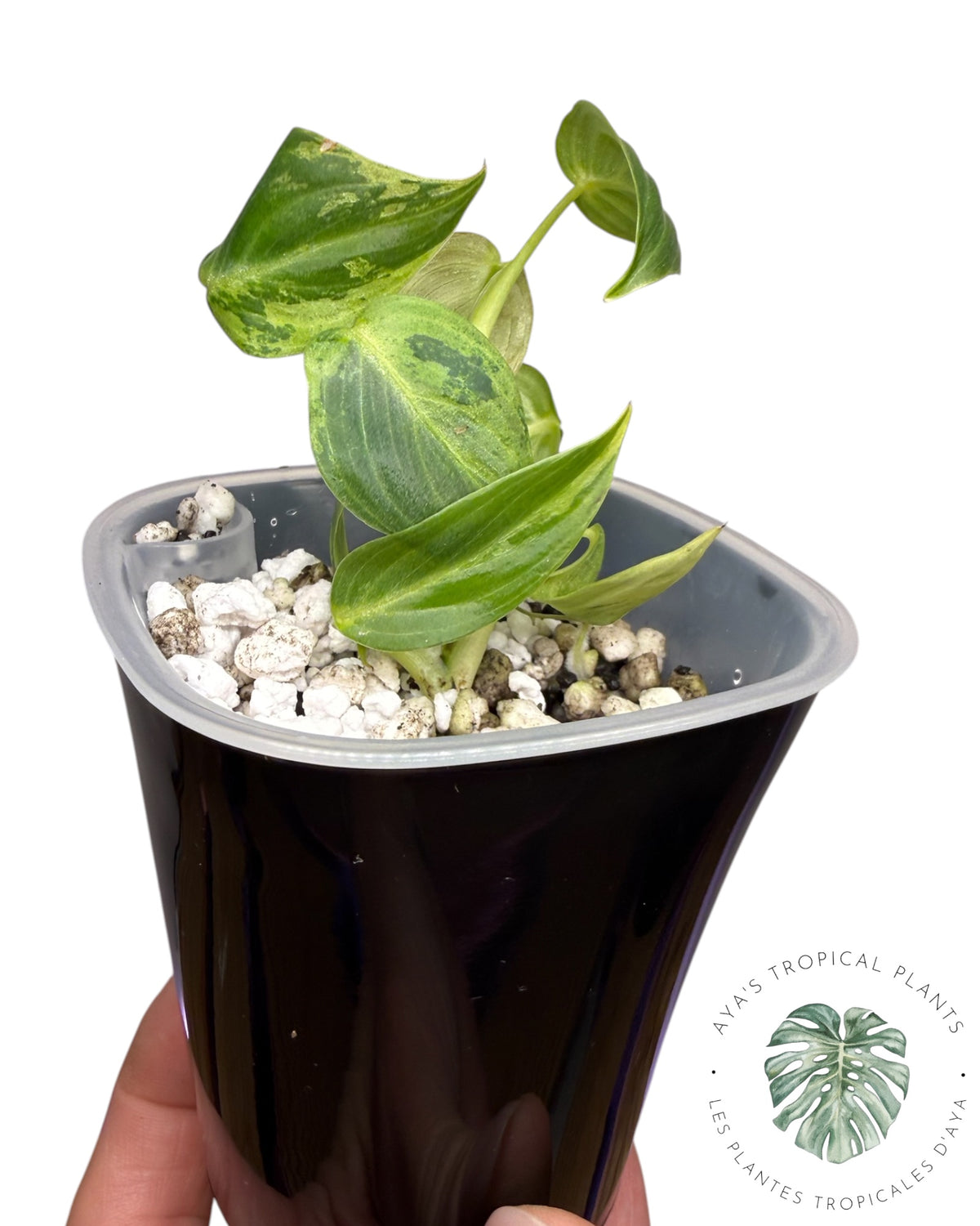 Philodendron Melanochrysum Orange