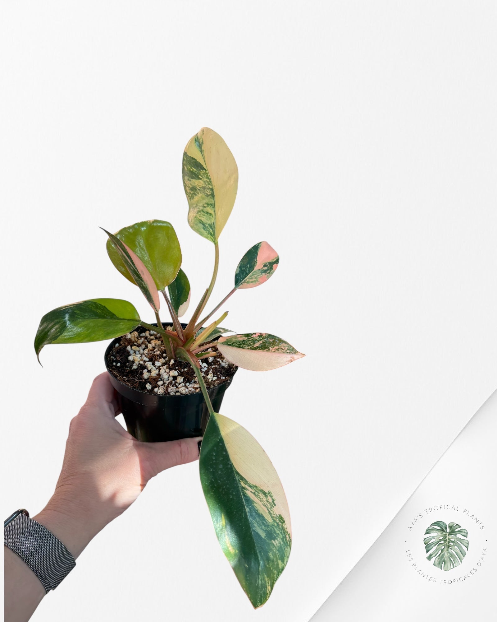 Philodendron 'Red Congo' variegated - F50