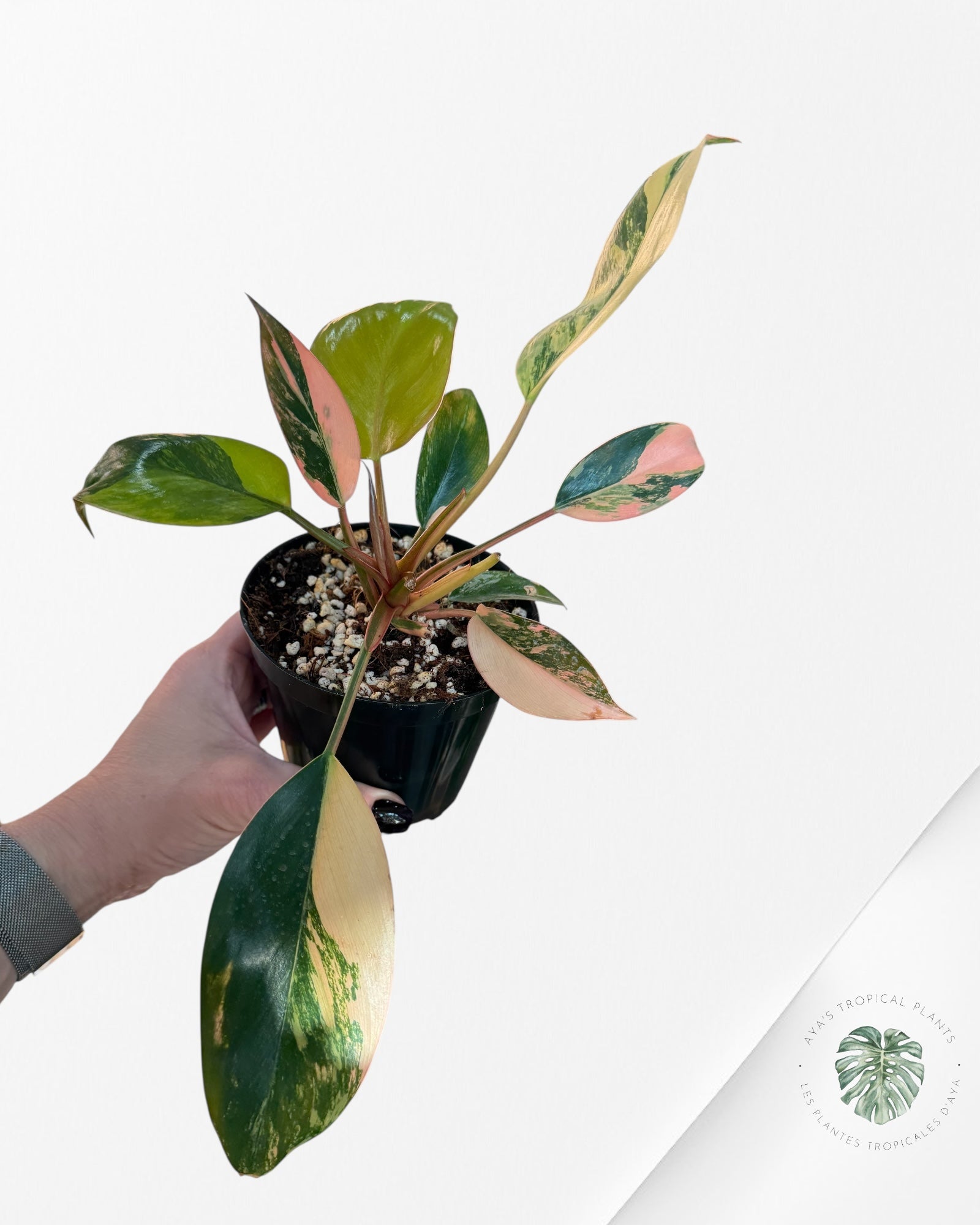 Philodendron 'Red Congo' variegated - F50
