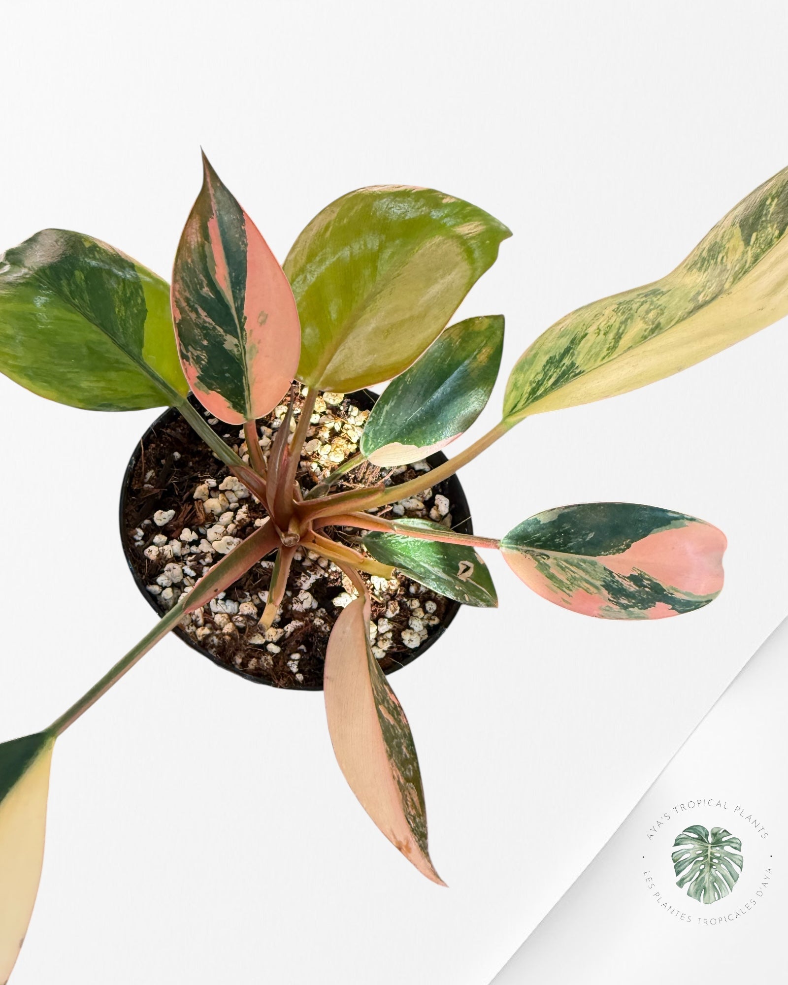 Philodendron 'Red Congo' variegated - F50