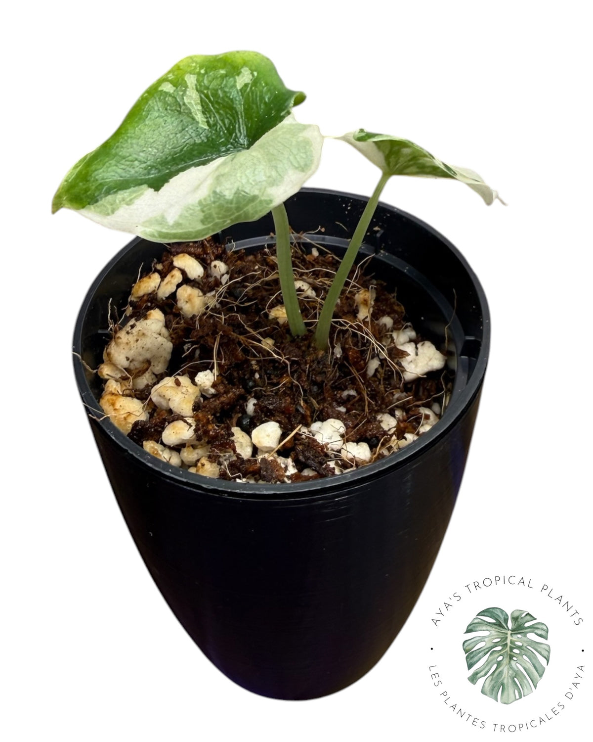 Alocasia Melo Albo Variegated