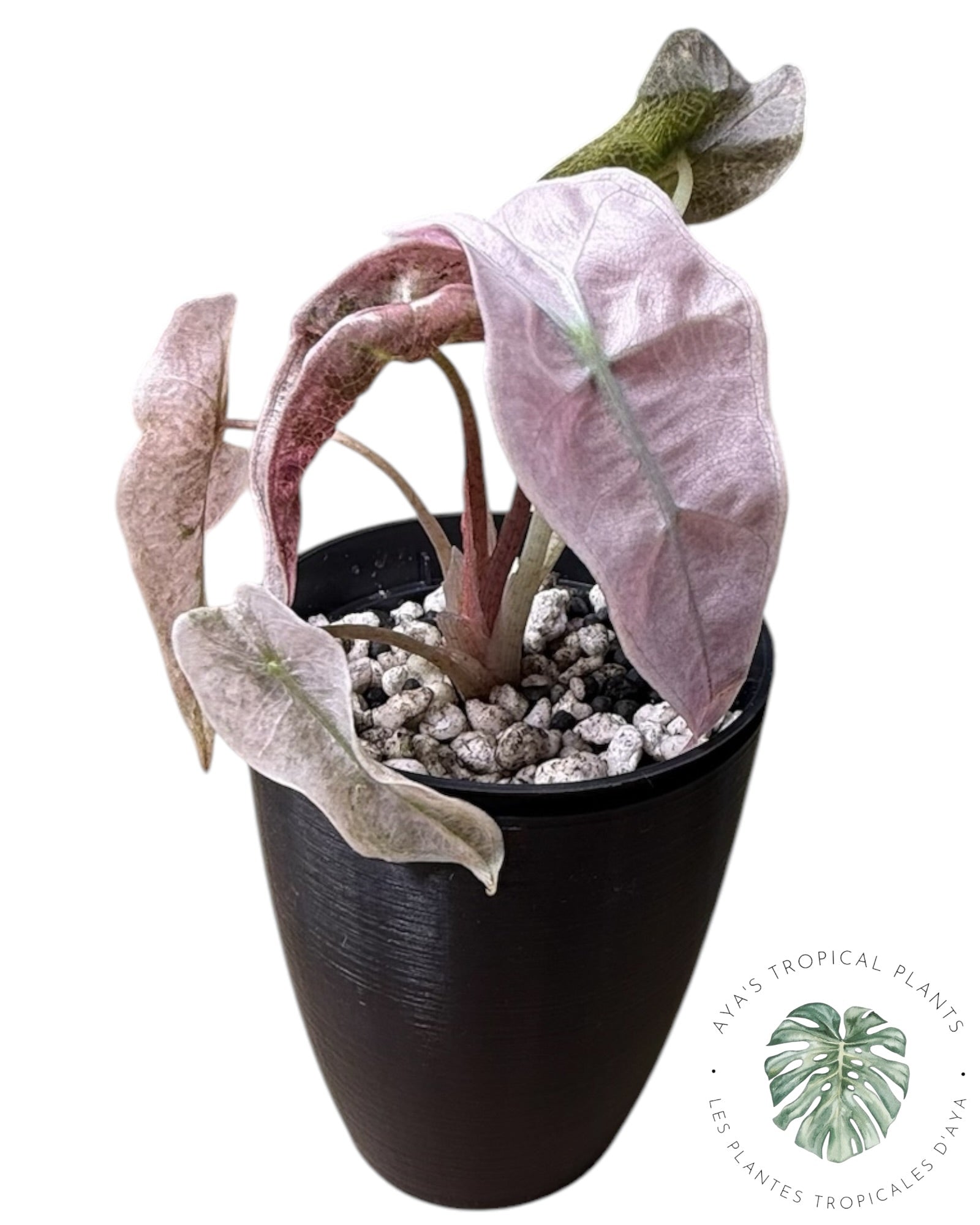 Alocasia polly pink mutation