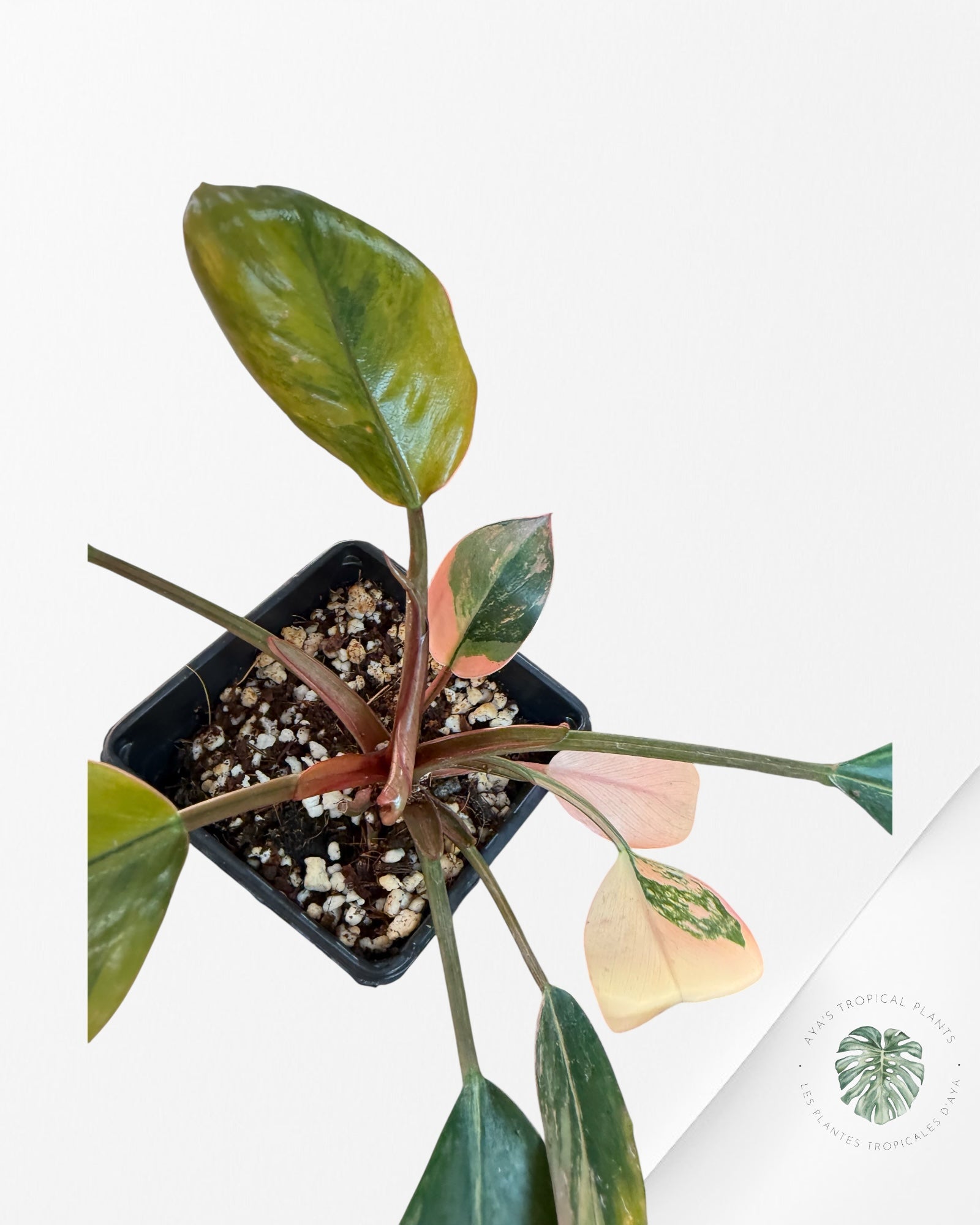 Philodendron 'Red Congo' variegated - F30
