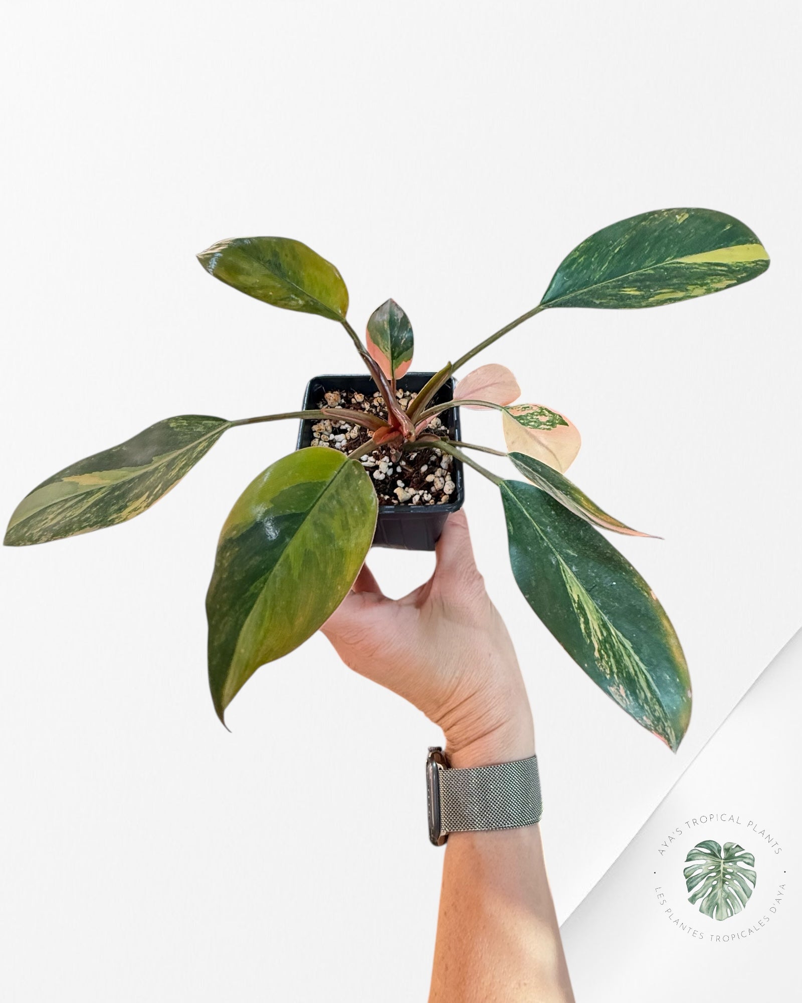 Philodendron 'Red Congo' variegated - F30