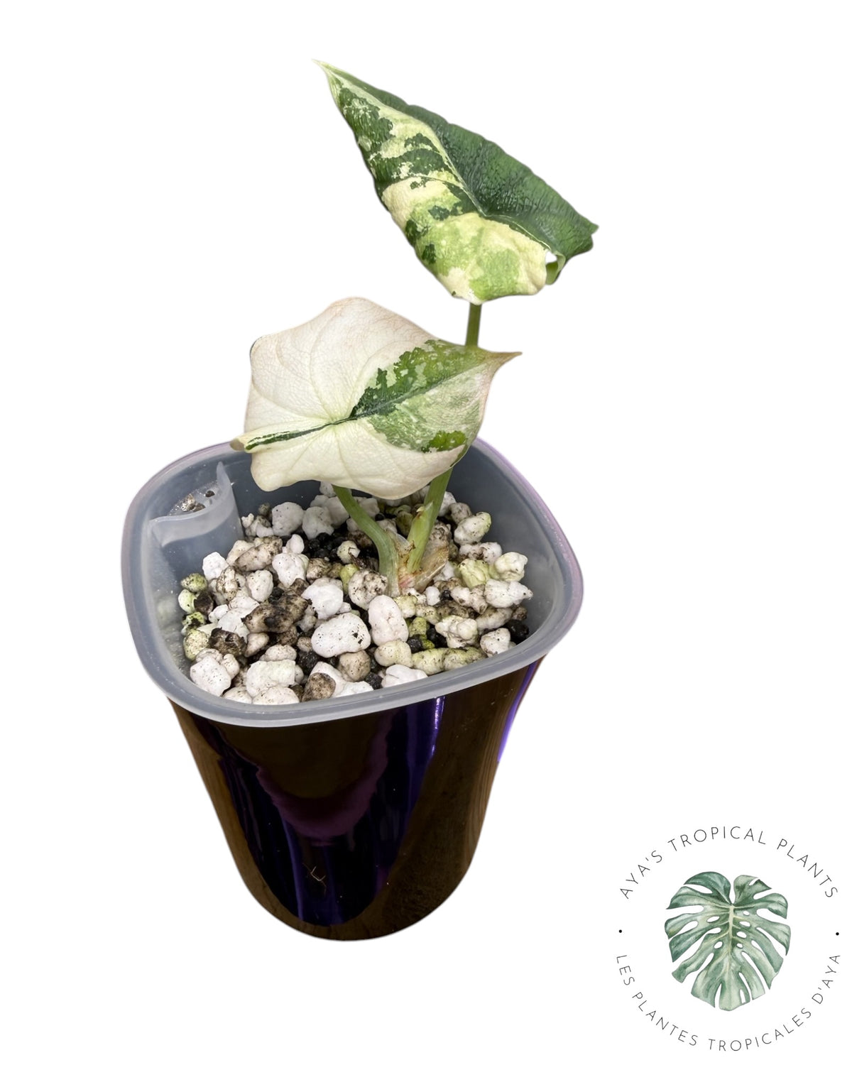 Alocasia Melo Albo Panaché