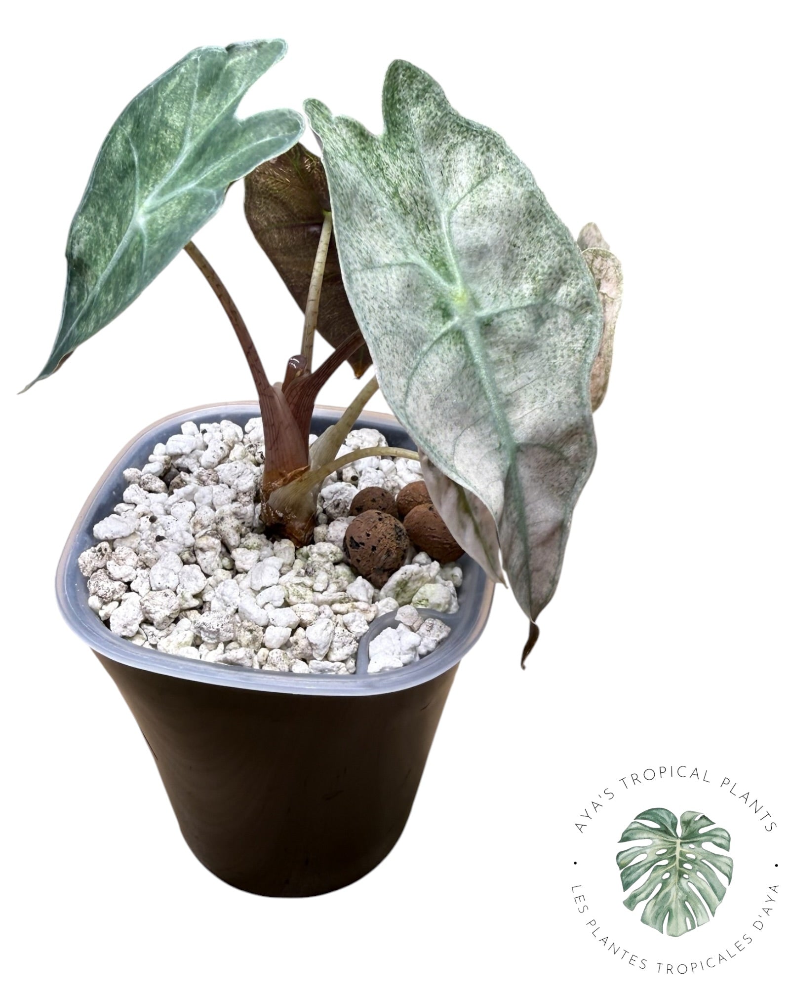 Mutation rose d'Alocasia polly