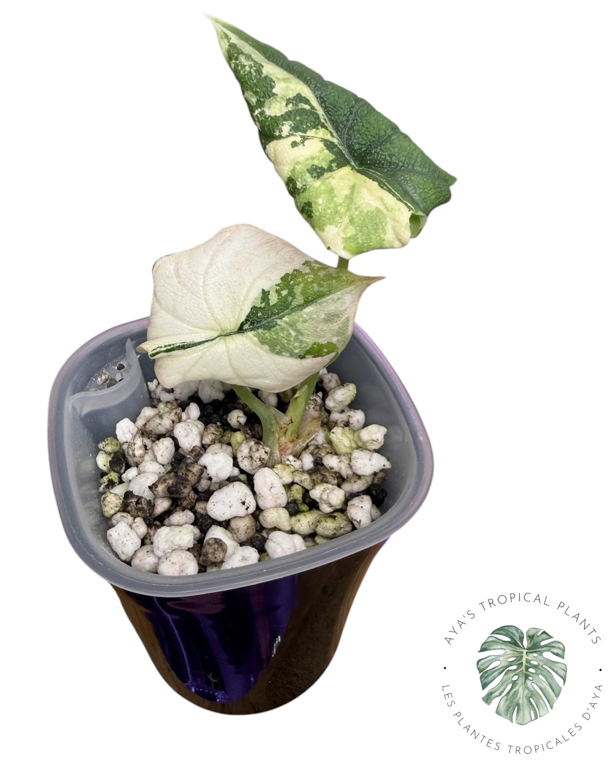 Alocasia Melo Albo Panaché
