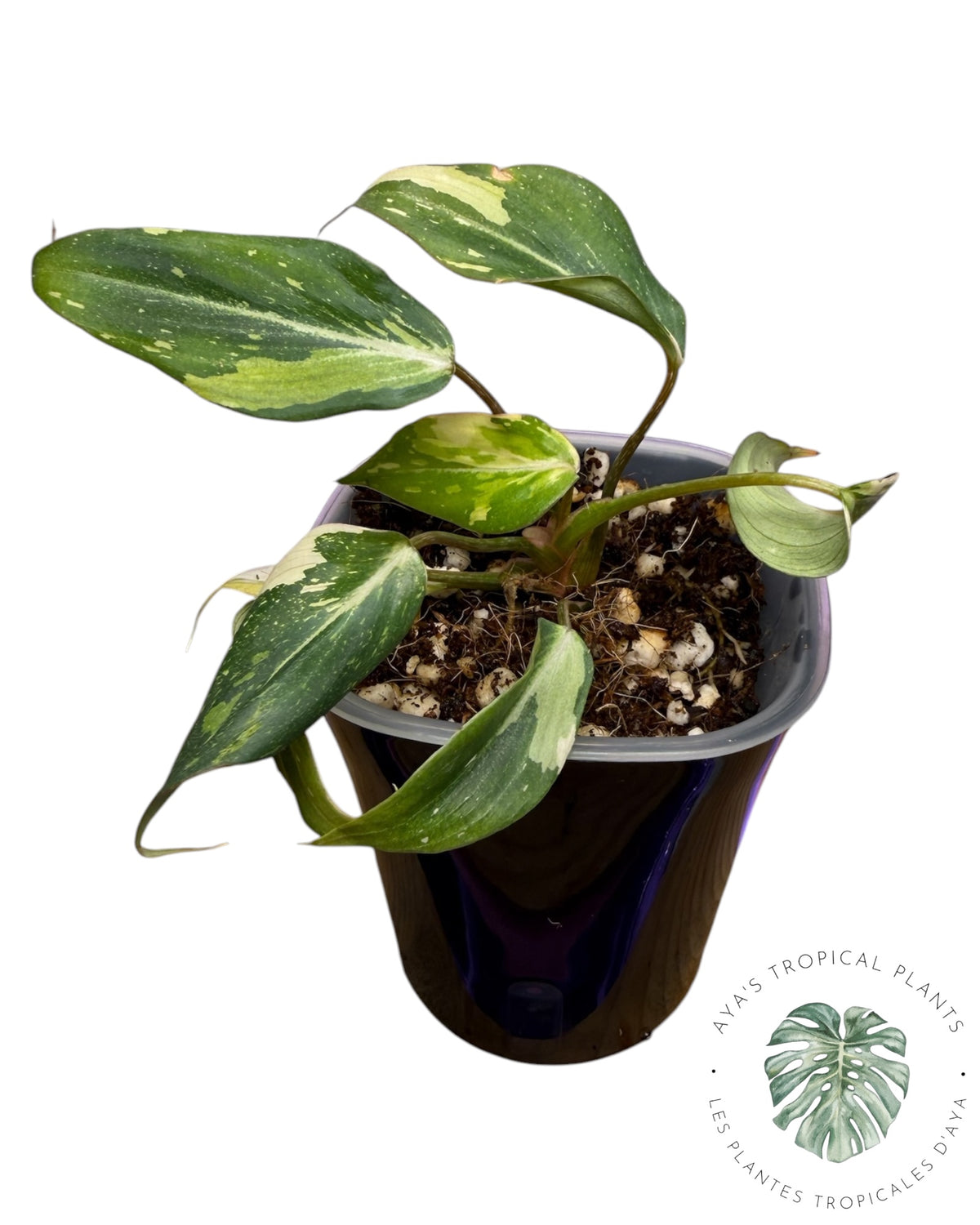 Philodendron Gloriosum Legacy Variegated