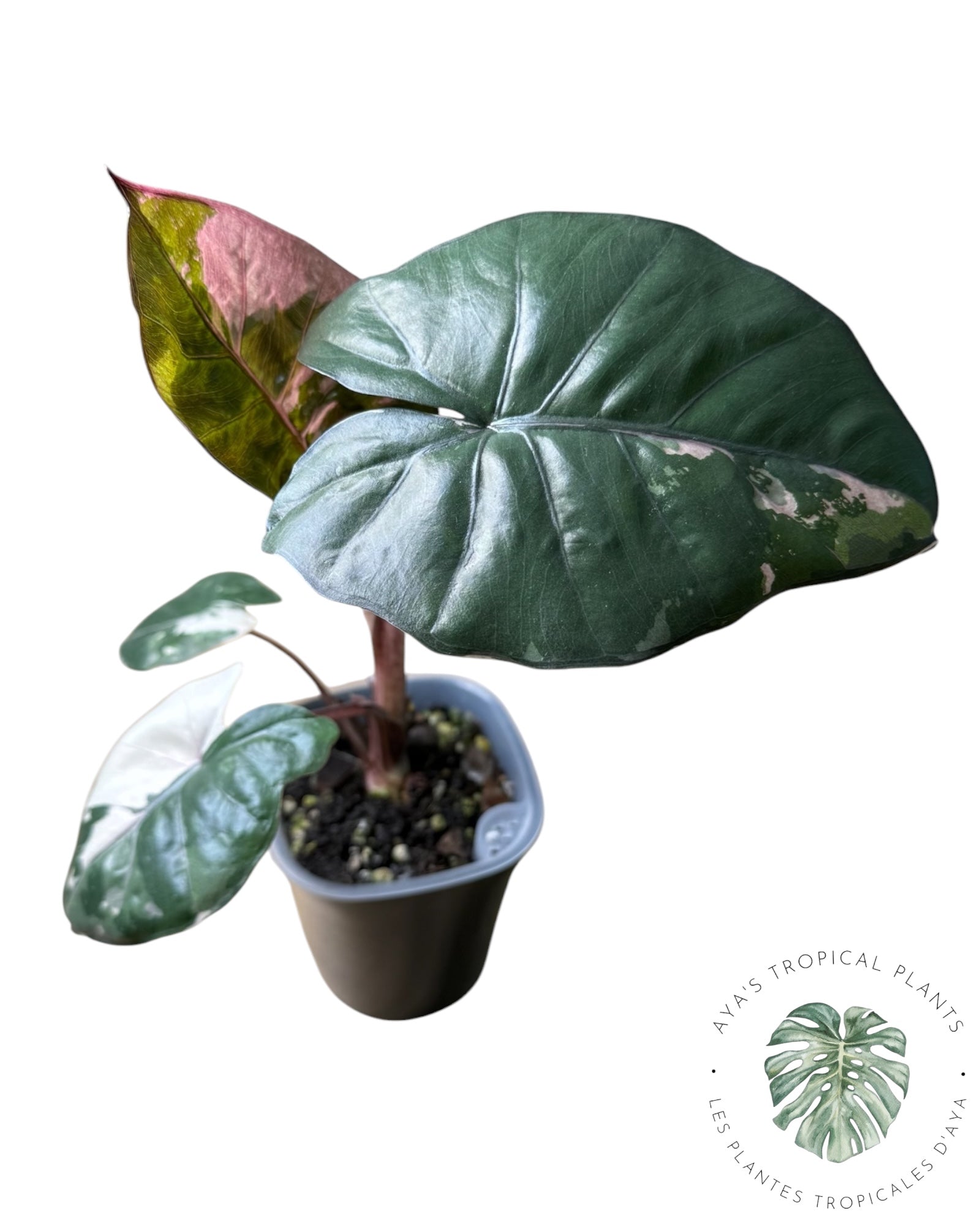 Alocasia Yucatan Princess Variegated