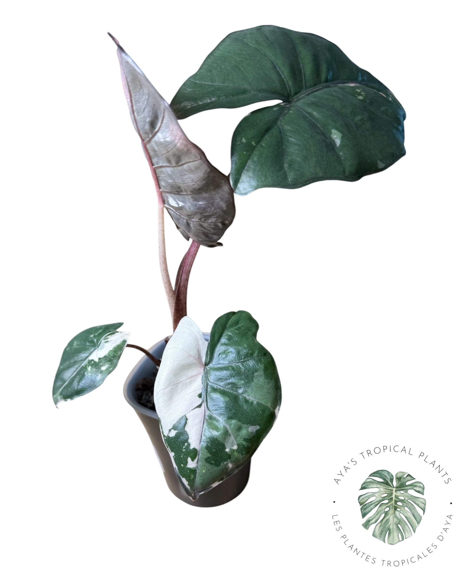 Alocasia Yucatan Princess Variegated