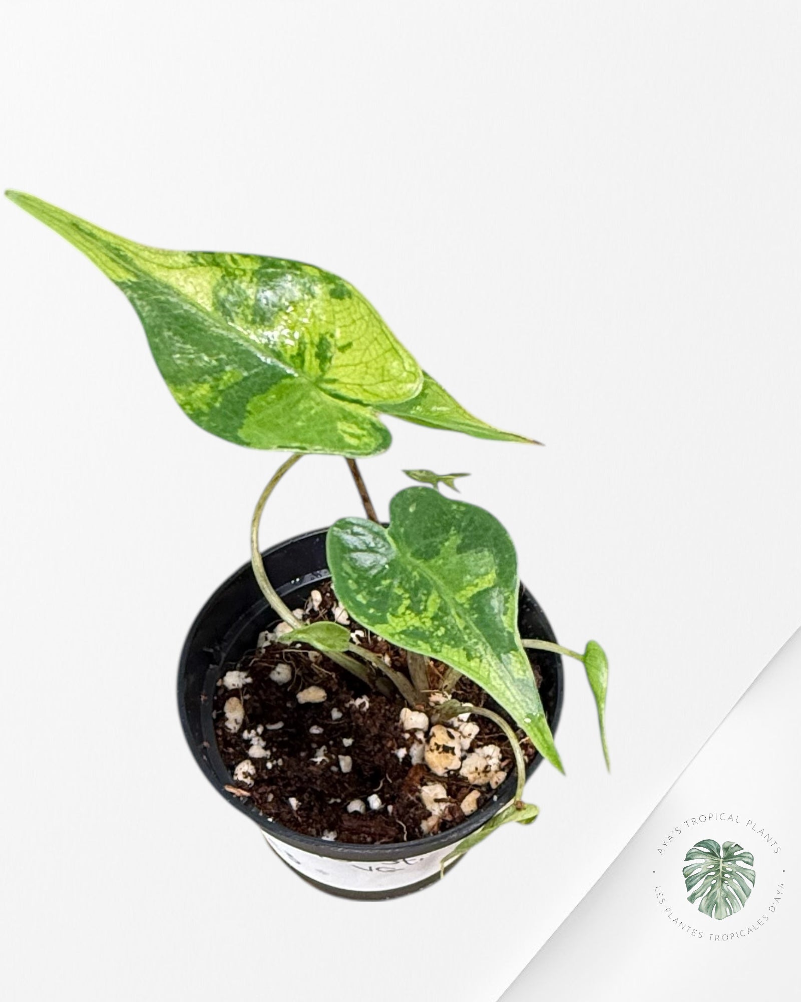 Alocasia Stingray Variegated ( aurea)  - TC3