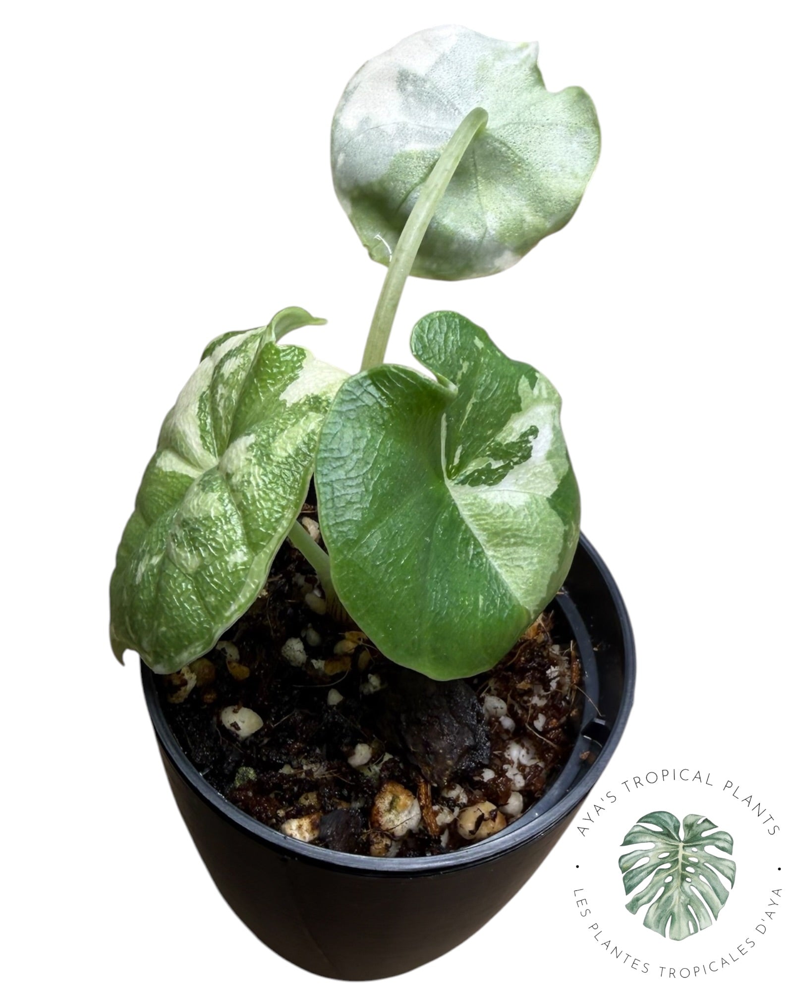 Alocasia Melo Albo Variegated