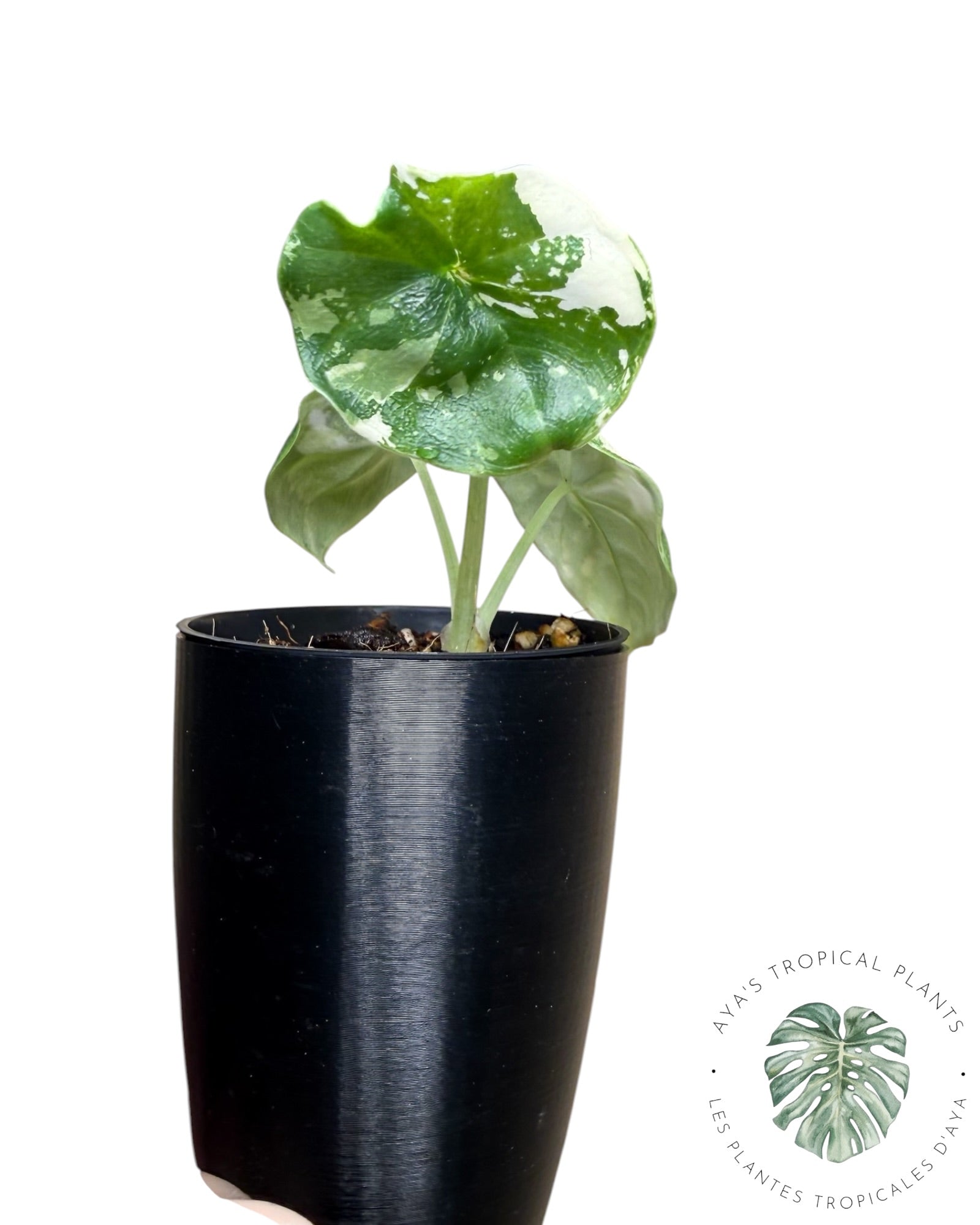 Alocasia Melo Albo Variegated
