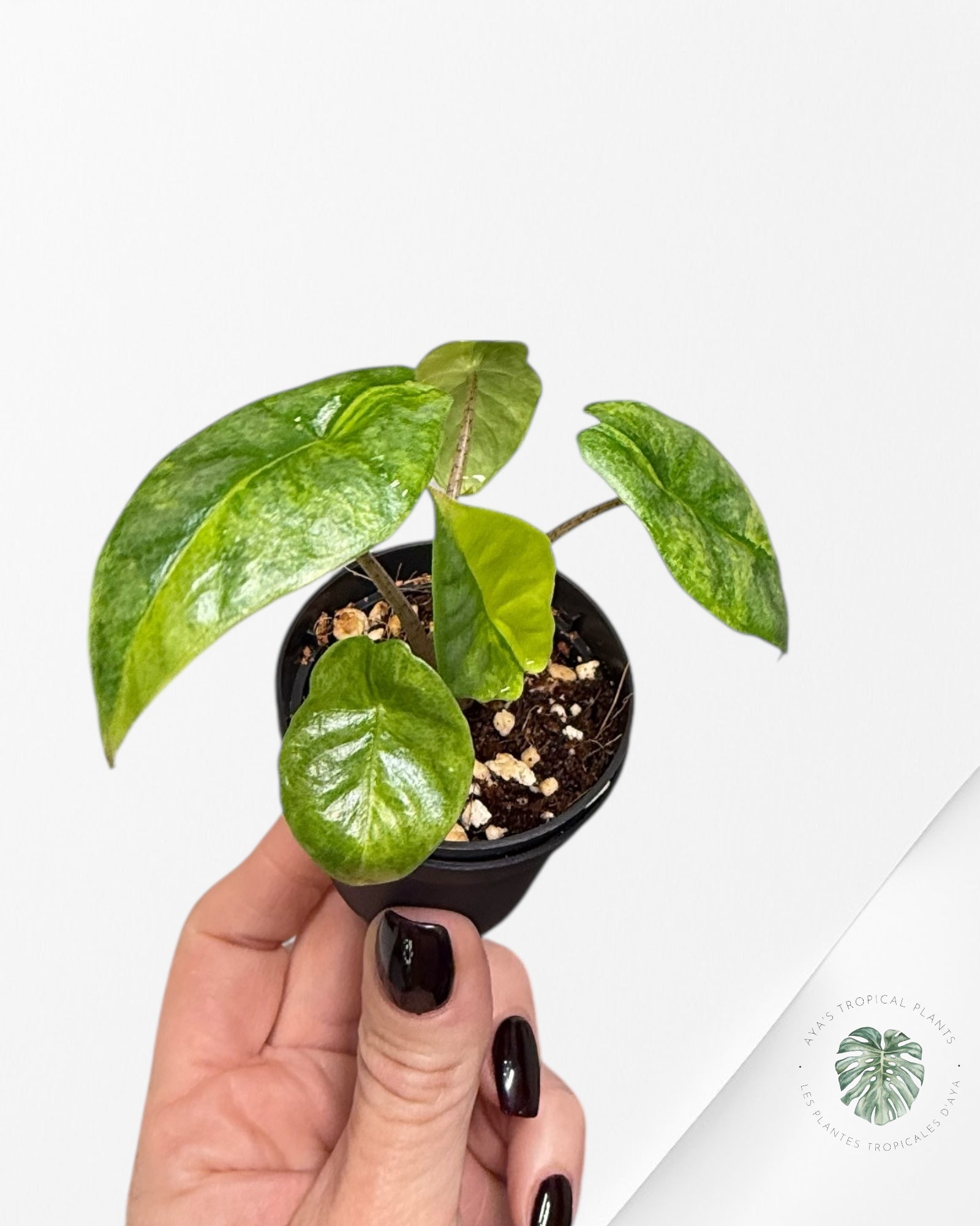 Alocasia Heterophylla Metallic Blue Variegated - G