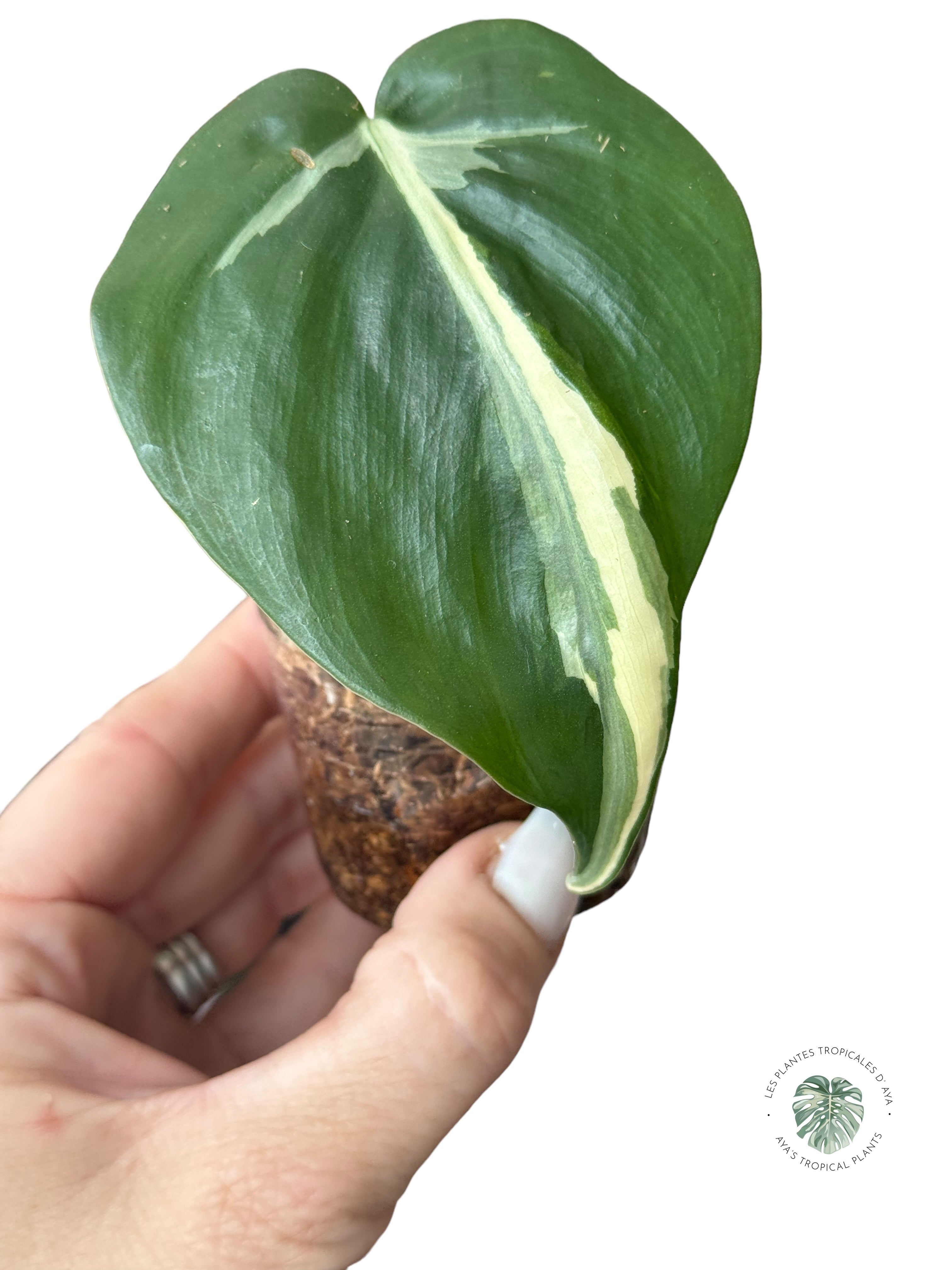 Philodendron Hederaceum 'Rio'- 2
