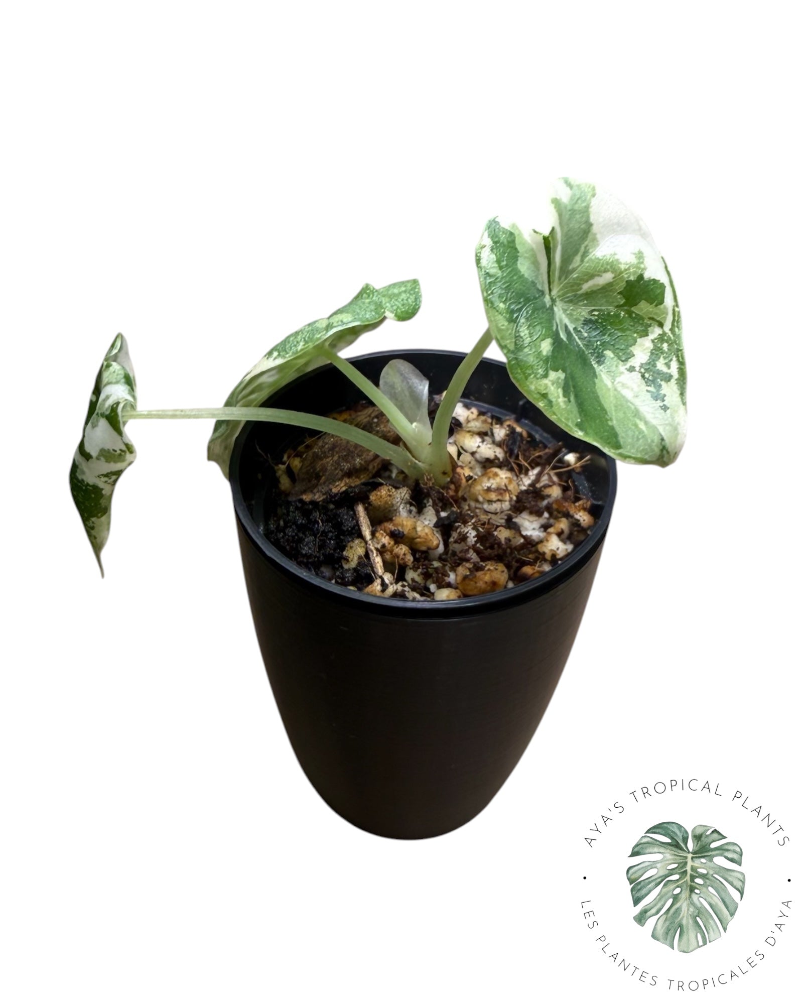 Alocasia Melo Albo panaché