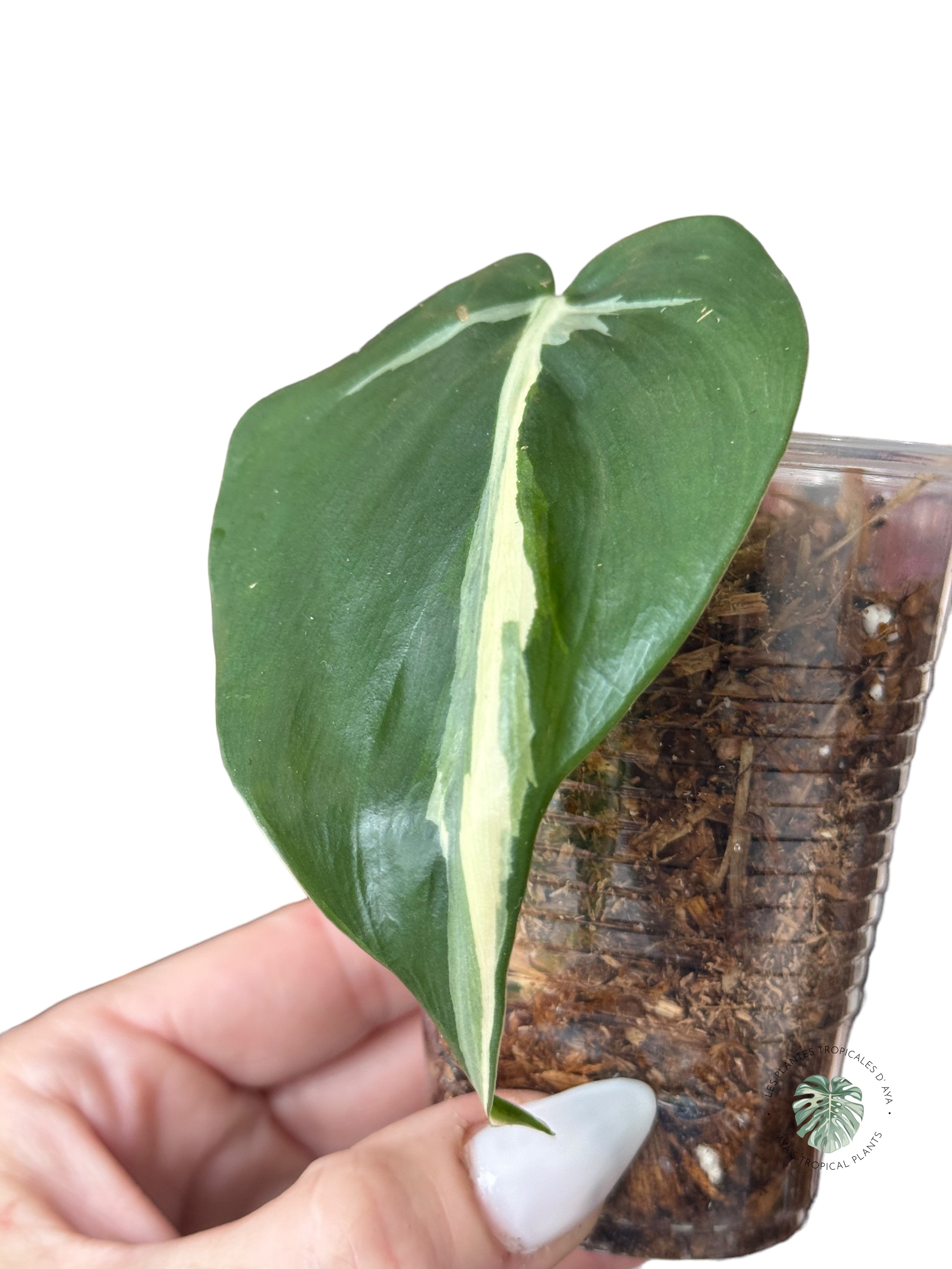 Philodendron Hederaceum 'Rio'- 2