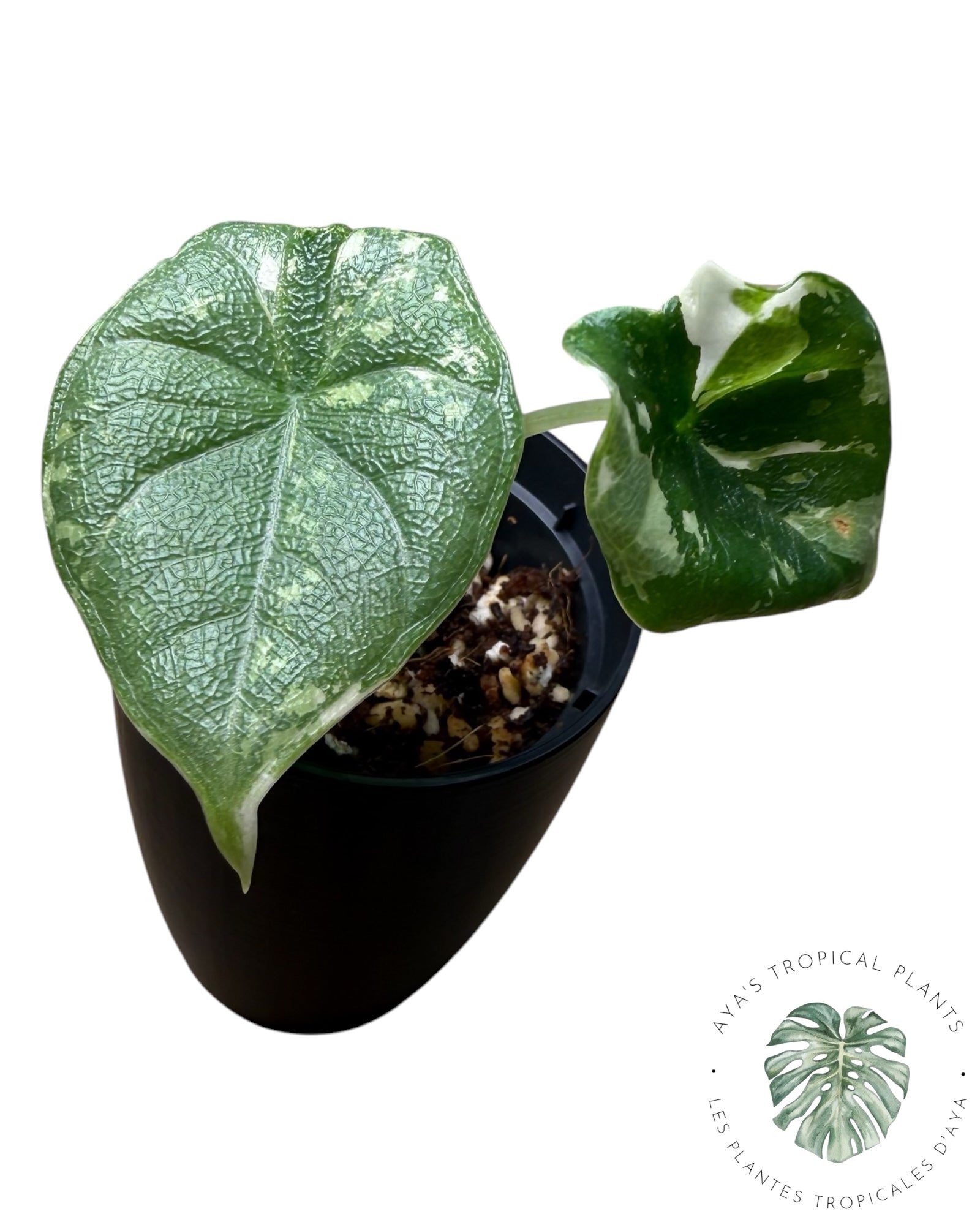 Alocasia Melo Albo panaché