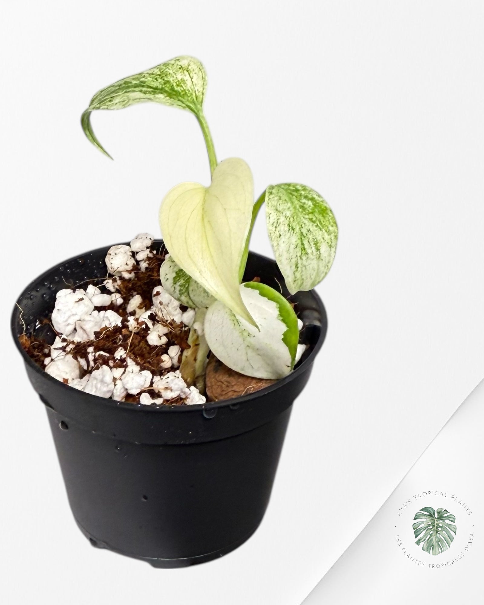 Monstera Full Mint - TC2