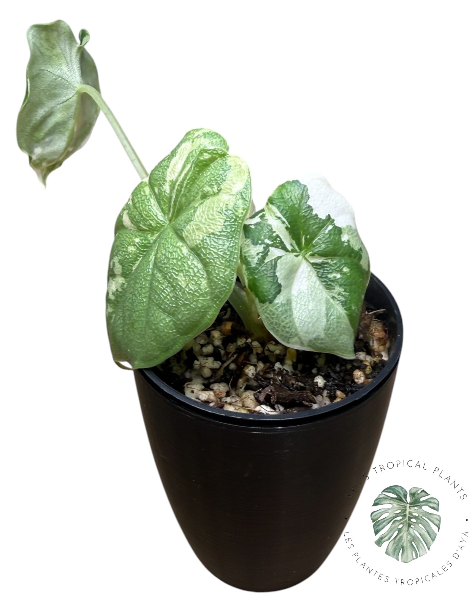 Alocasia Melo Albo panaché