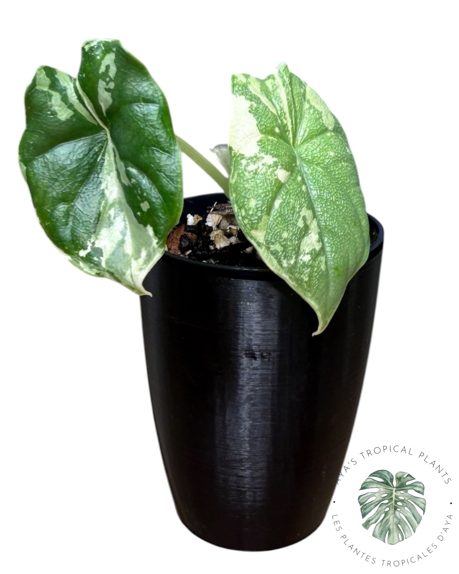 Alocasia Melo Albo panaché