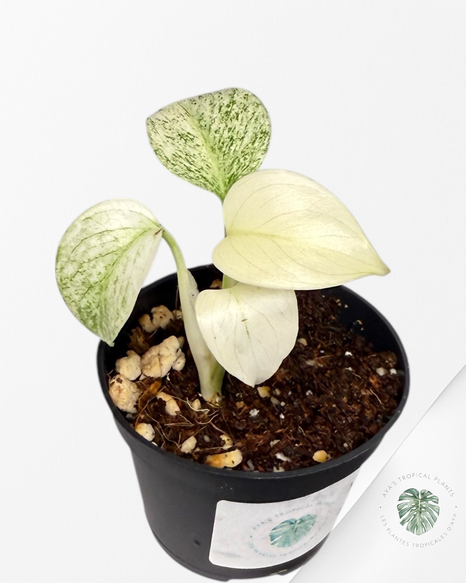 Monstera Full Mint - MFM3