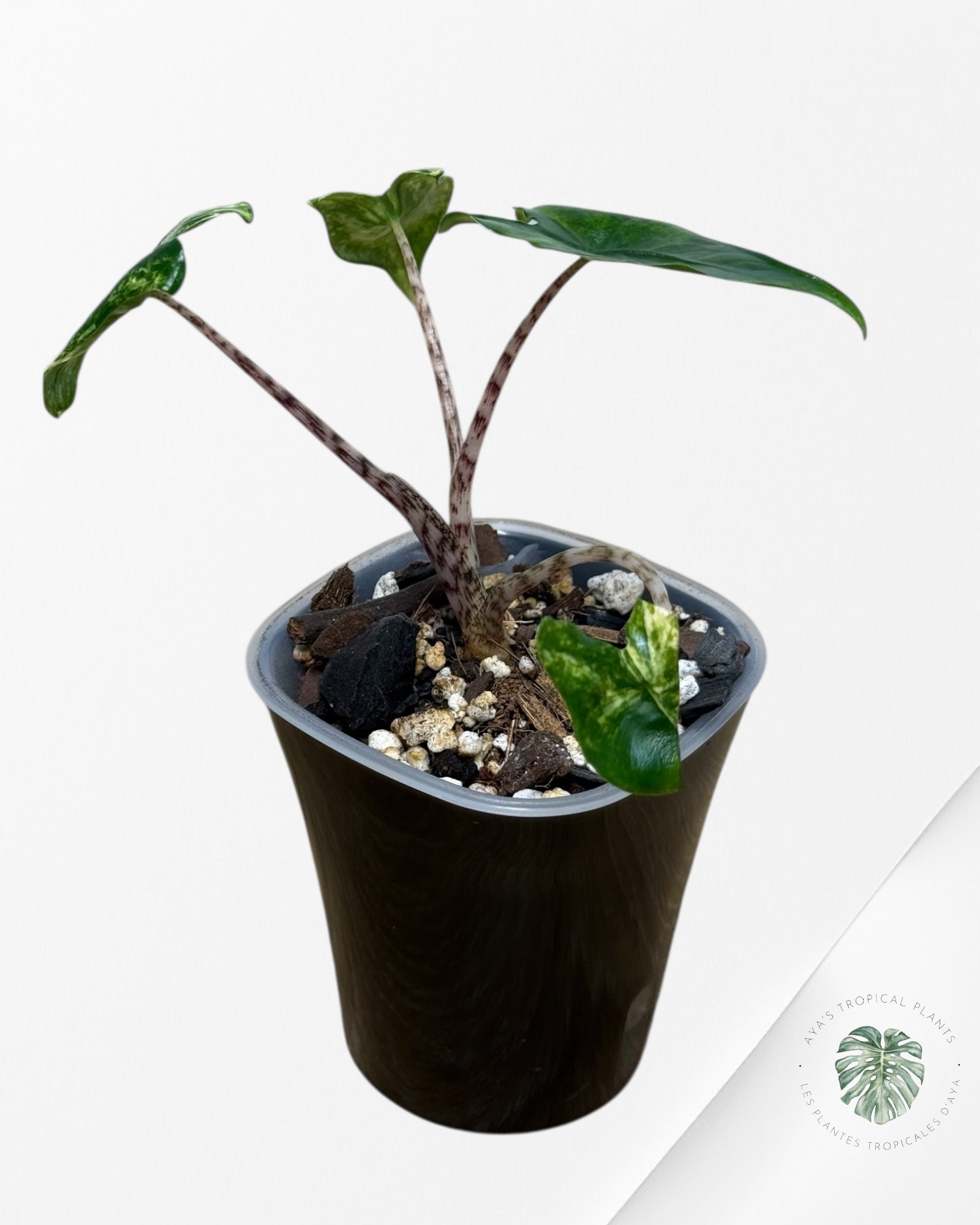 Alocasia Zebrina Thomas Variegated