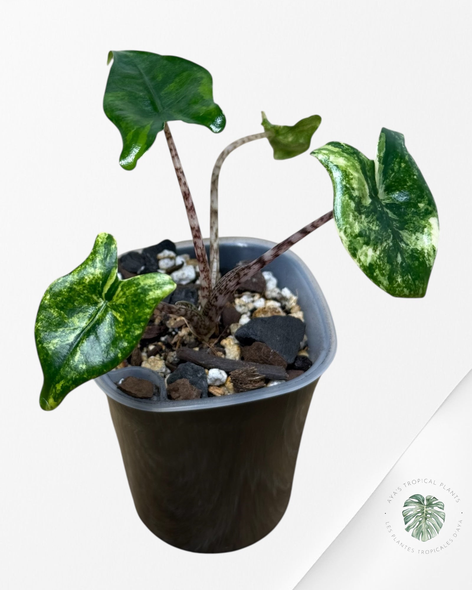 Alocasia Zebrina Thomas Variegated