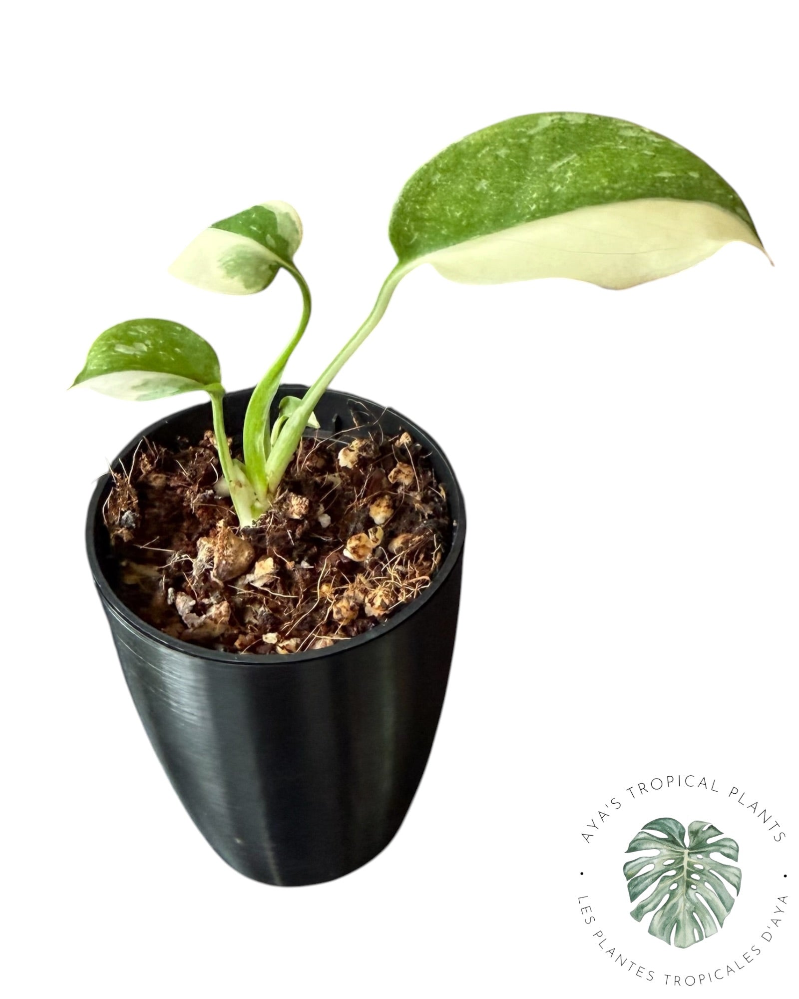 Monstera Thai Constellation Crème Brûlée