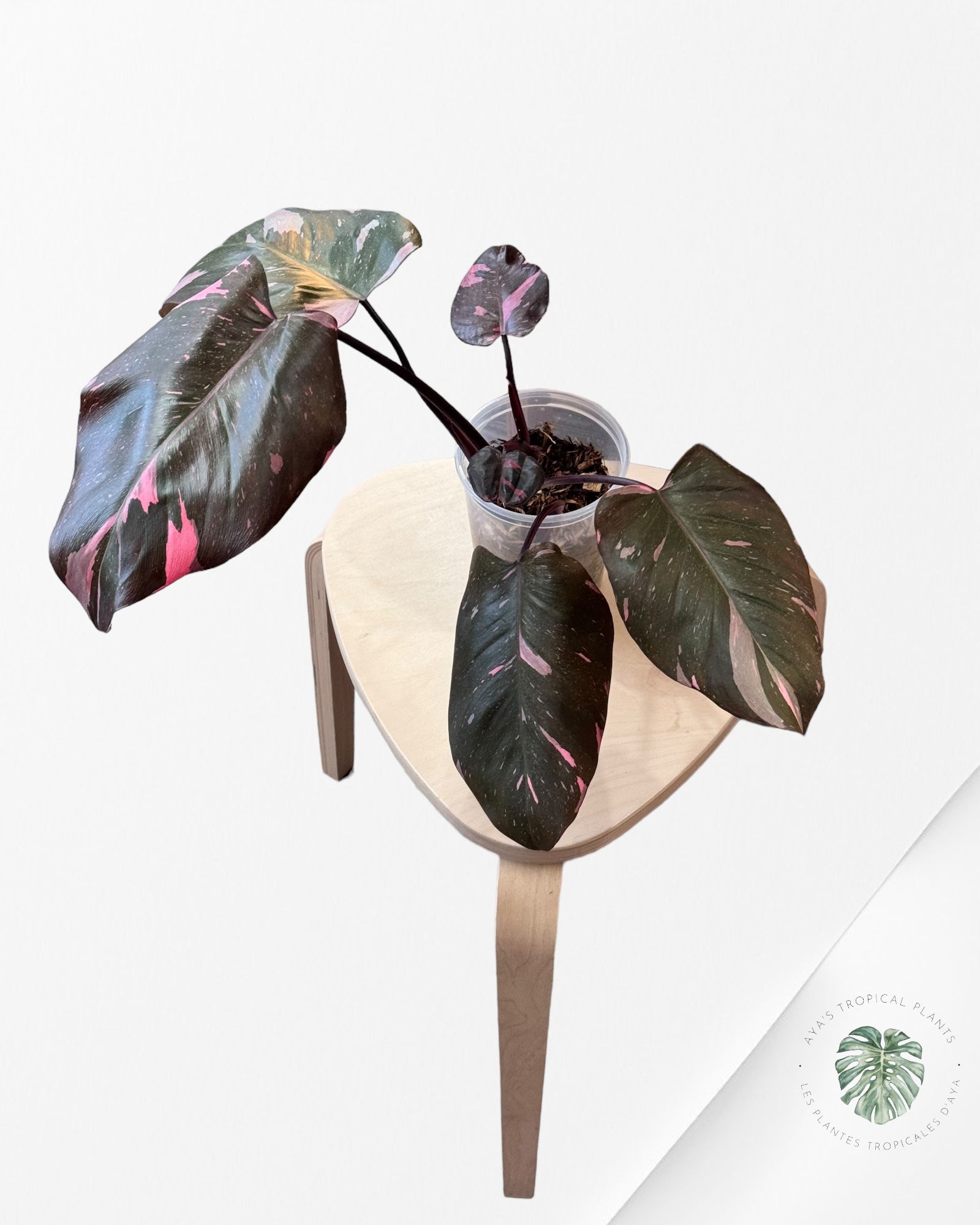 Philodendron Pink Princess Marble KING-1201