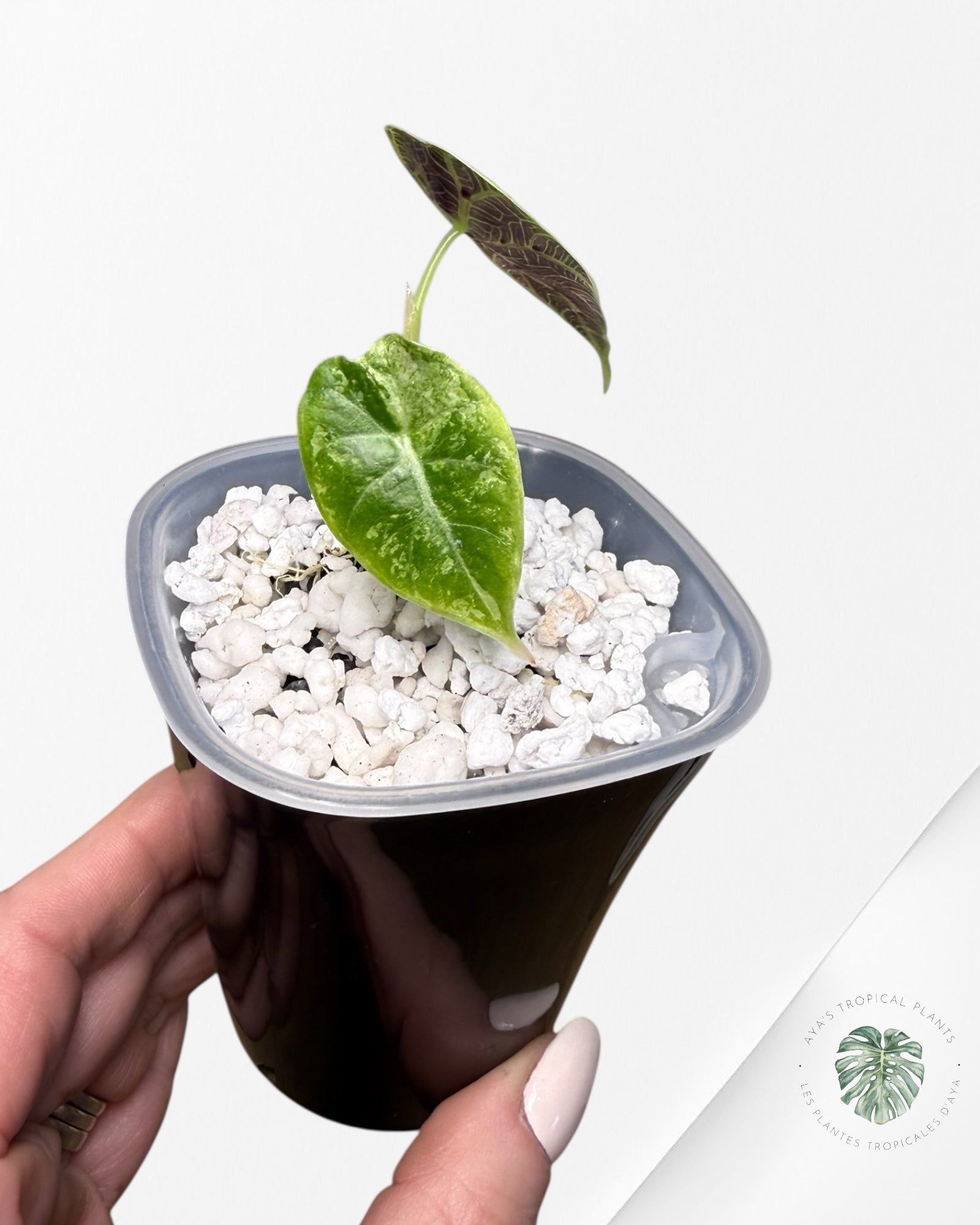 Alocasia Watsoniana Doff. Pink Variegated