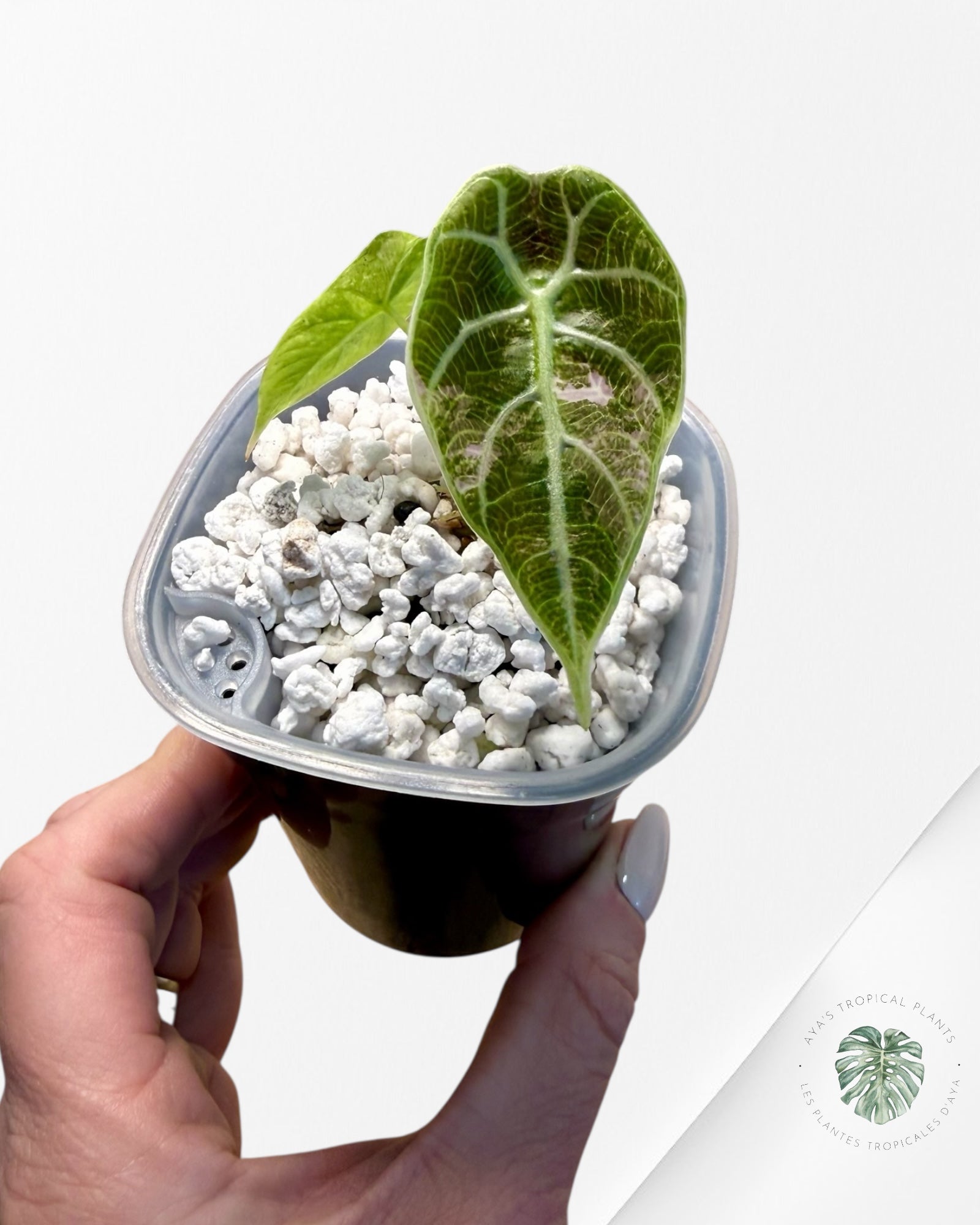 Alocasia Watsoniana Doff. Pink Variegated