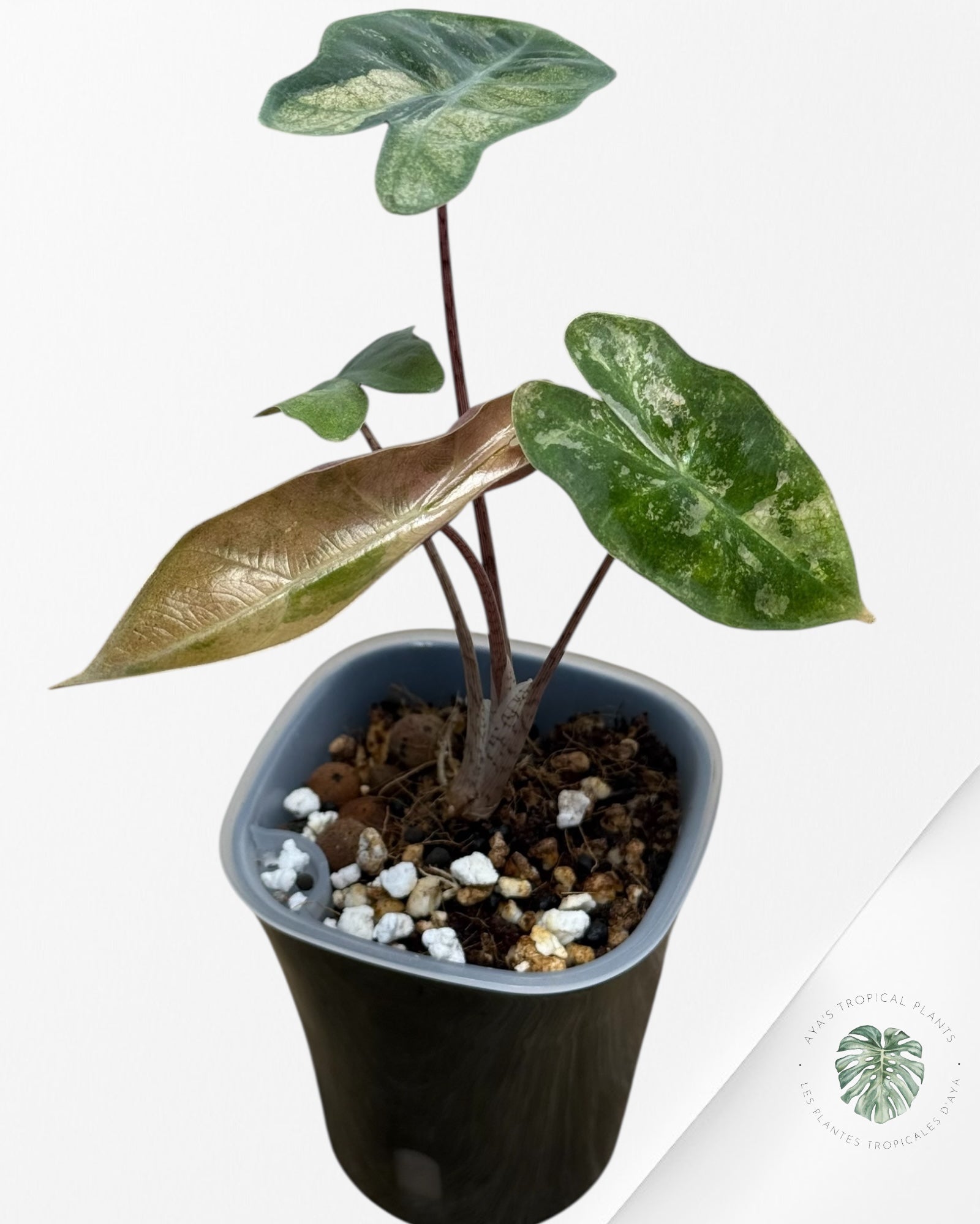 Alocasia Pseudo-Sanderiana Pink Variegated