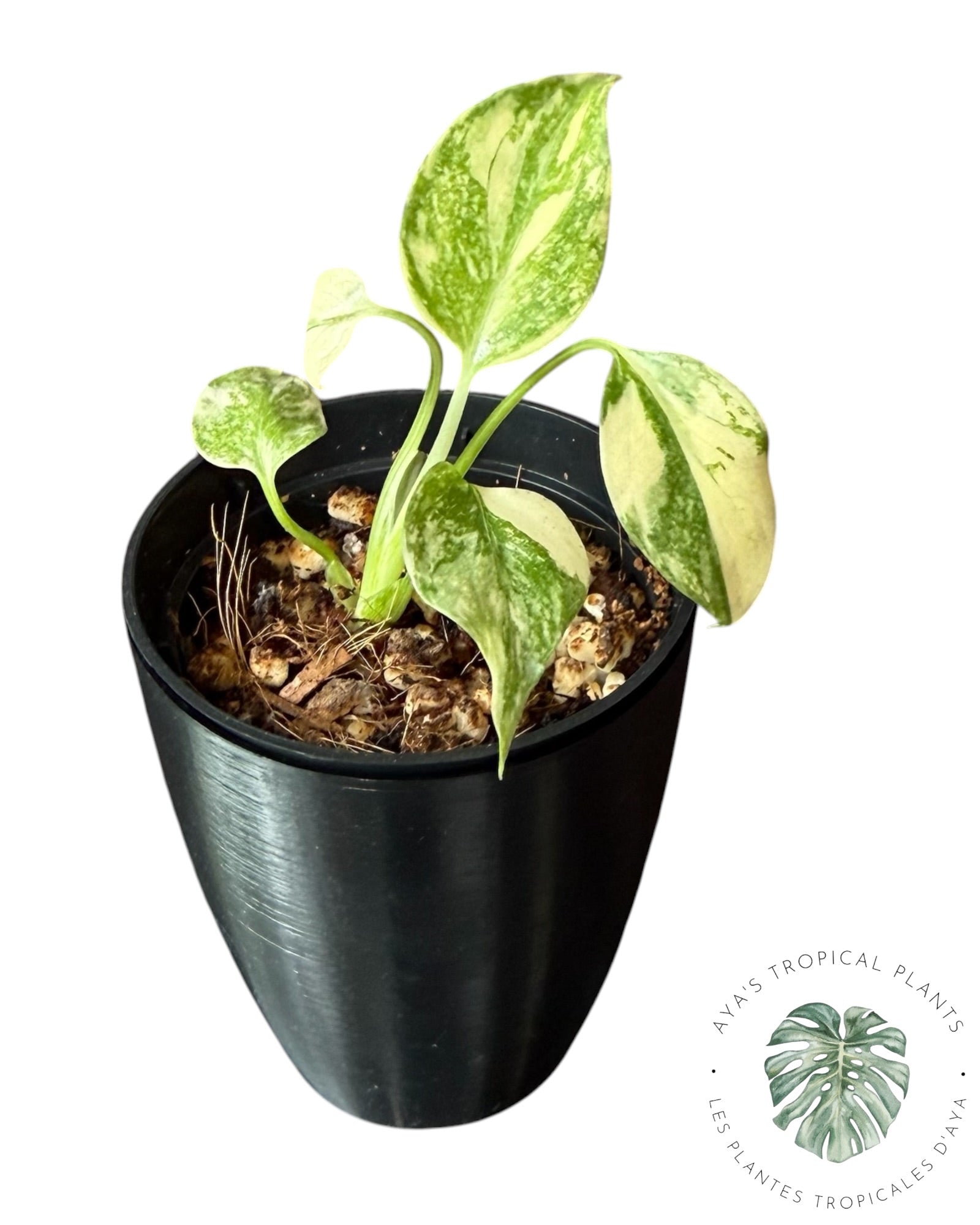 Monstera Thai Constellation Creme Brûlée