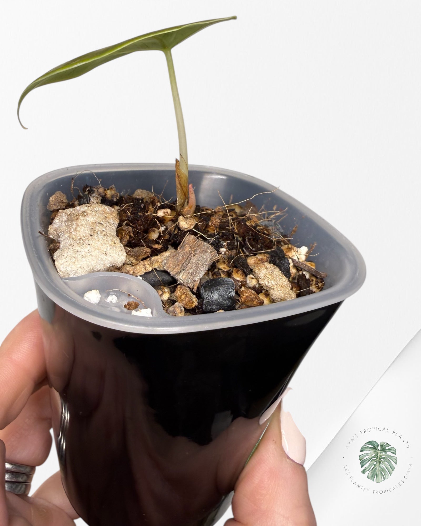 Alocasia Azlanii Pink Variegated