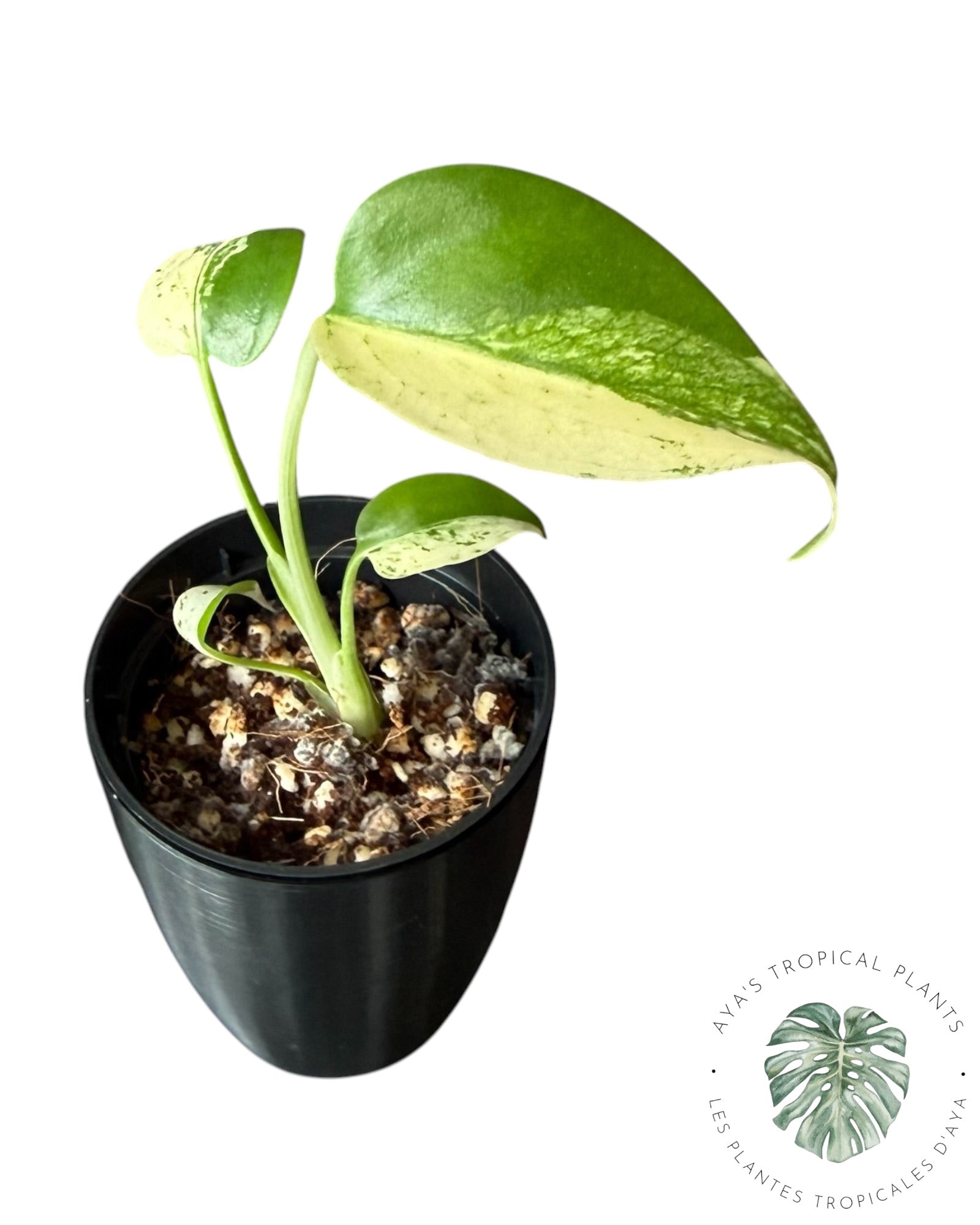 Monstera White Monster