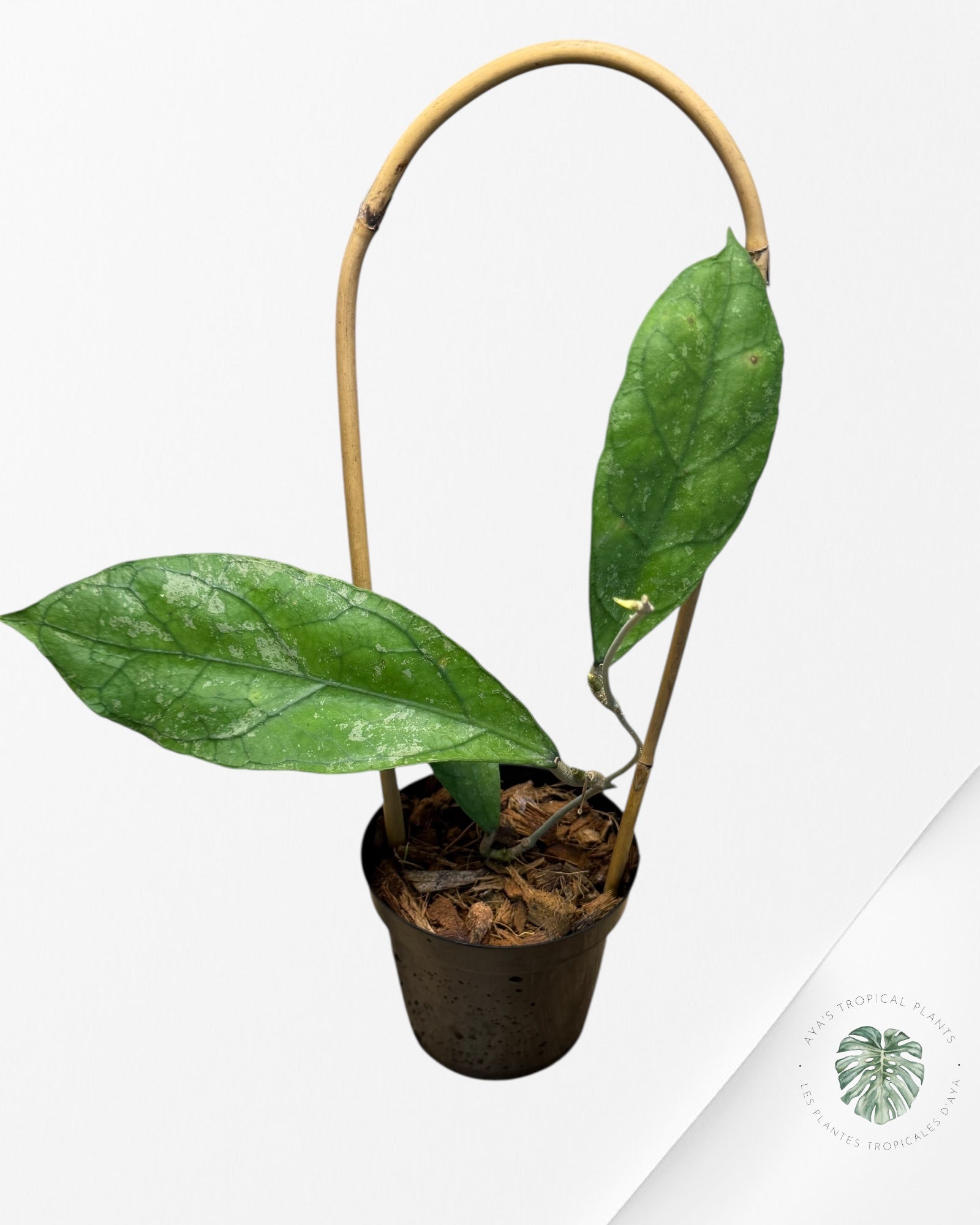 Hoya peninsularis (H. perak teddy bear) - F2