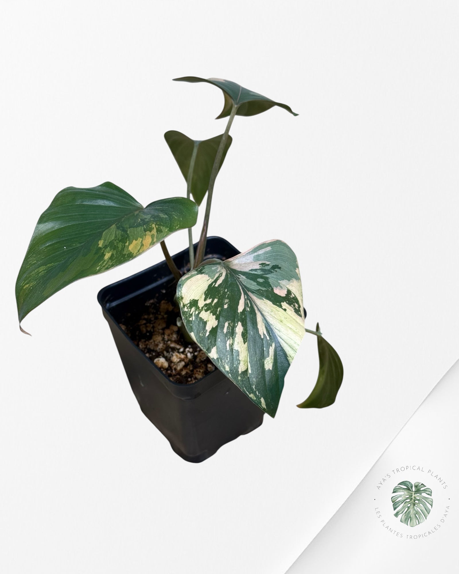 Homalomena Pink Diamond - V