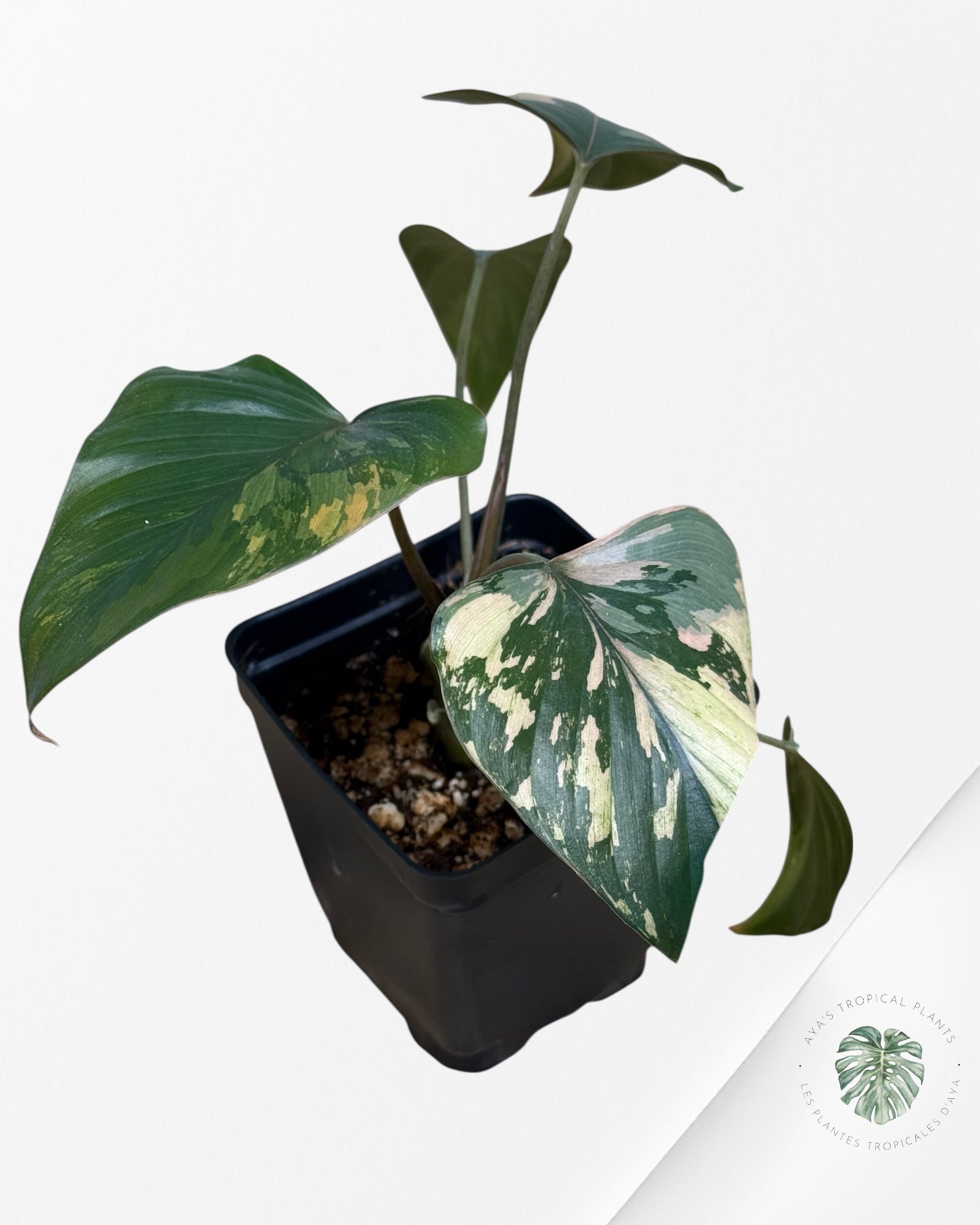 Homalomena Pink Diamond - V