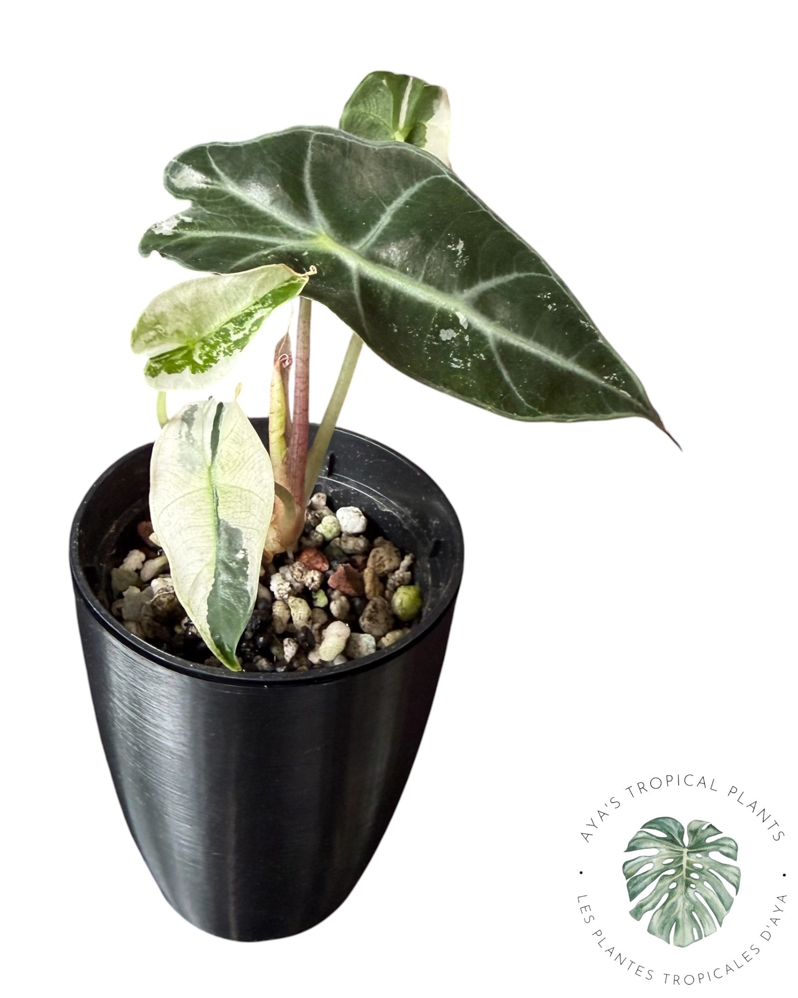 Alocasia Polly Flocon de Neige Rose