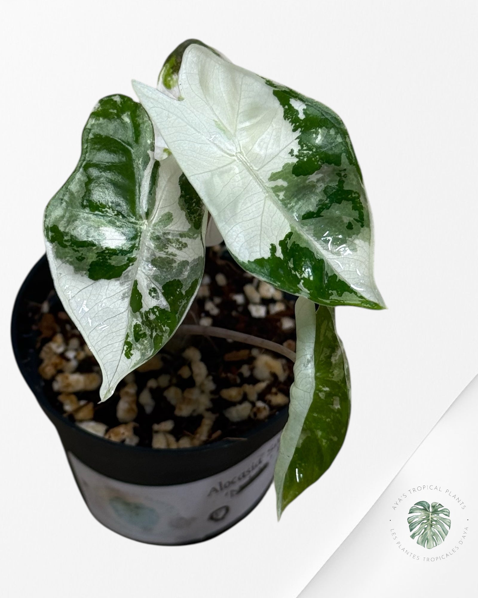 Alocasia Pseudo Sanderiana Albo/Pink - 10