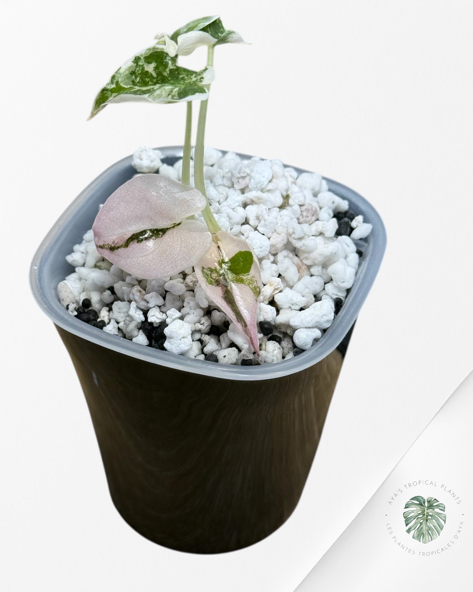 Alocasia Cuprea Albo|Pink Variegated