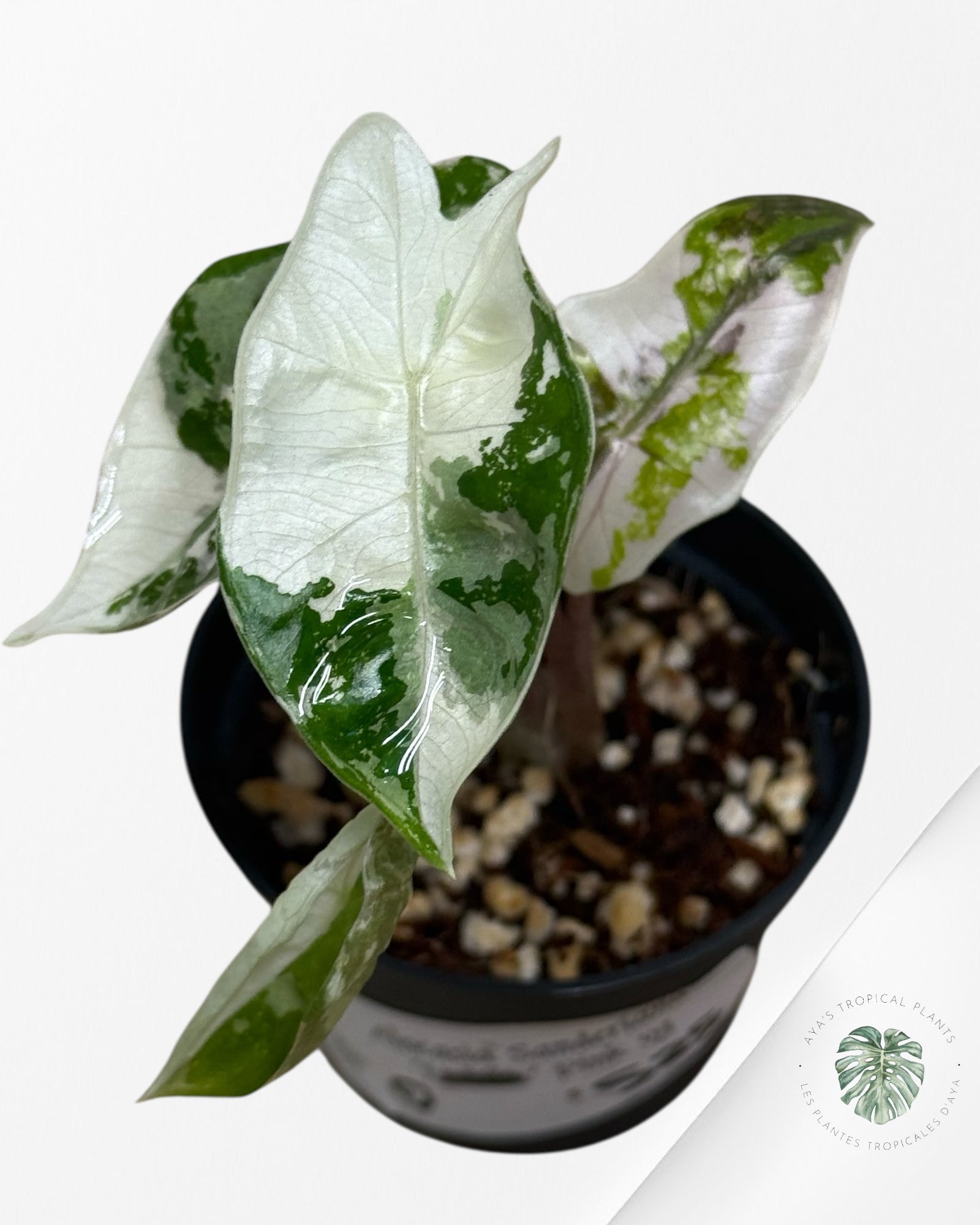 Alocasia Pseudo Sanderiana Albo/Pink - 10